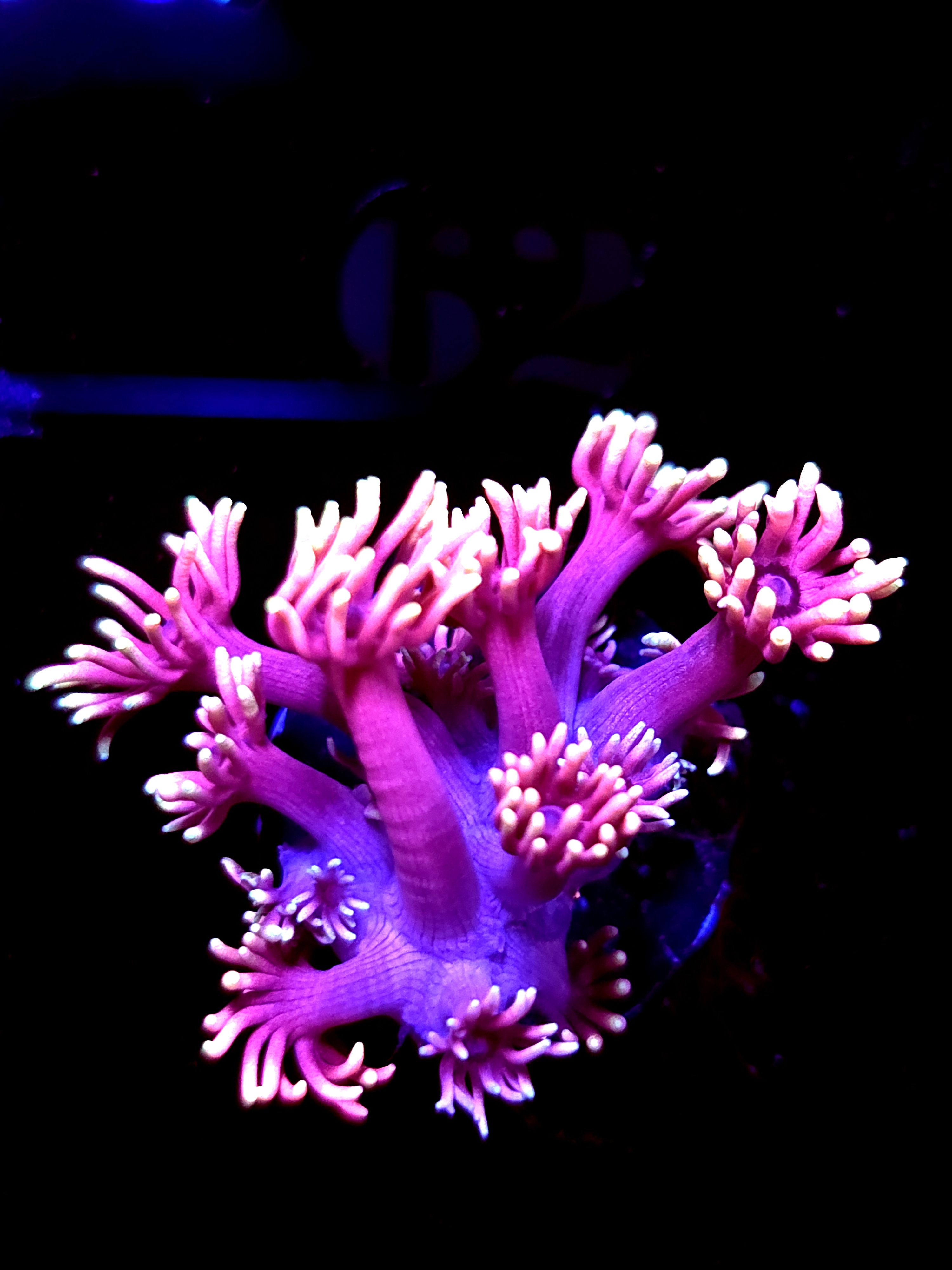 SBB "Cotton Chaos" Goni Medium