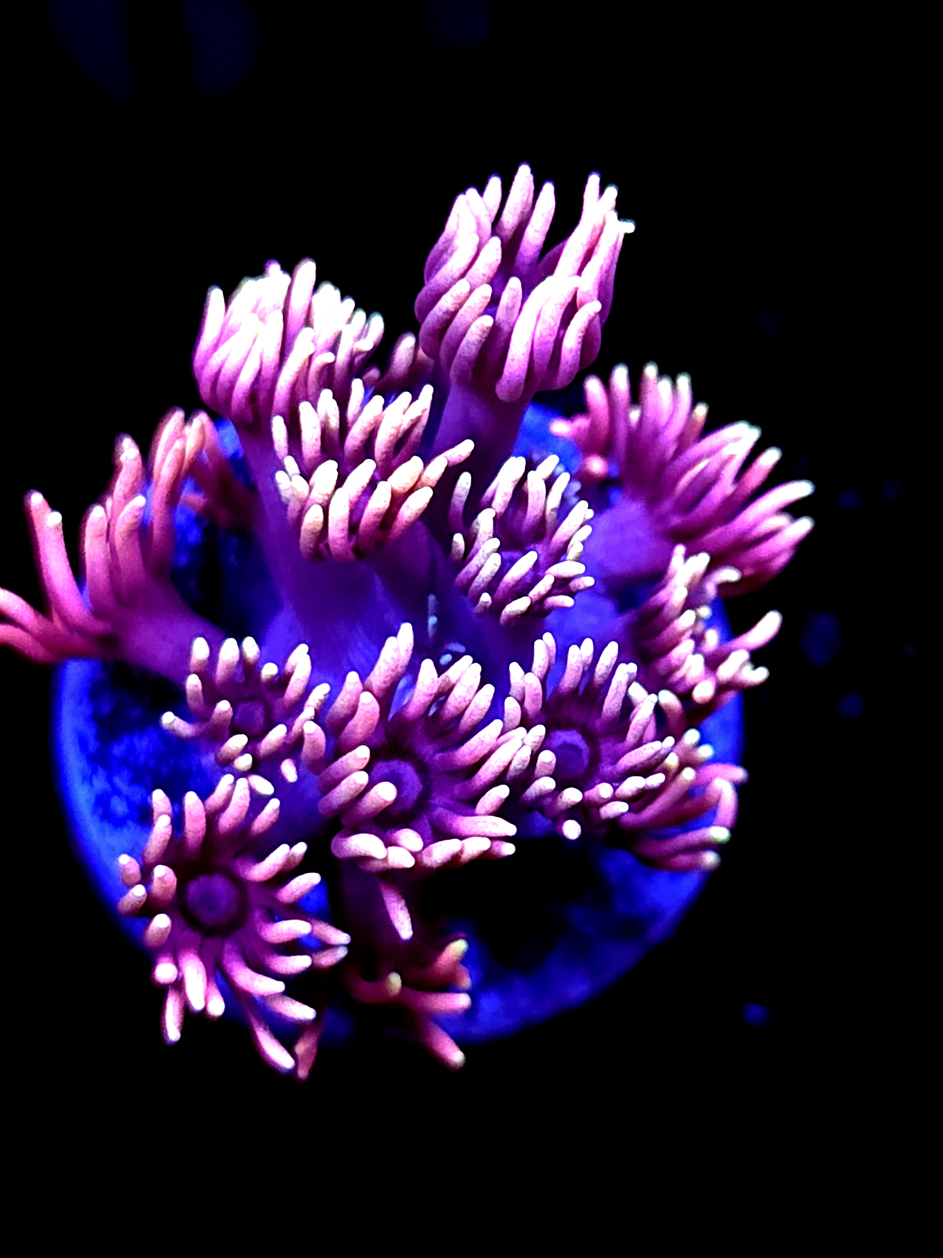 SBB "Cotton Chaos" Goni Medium