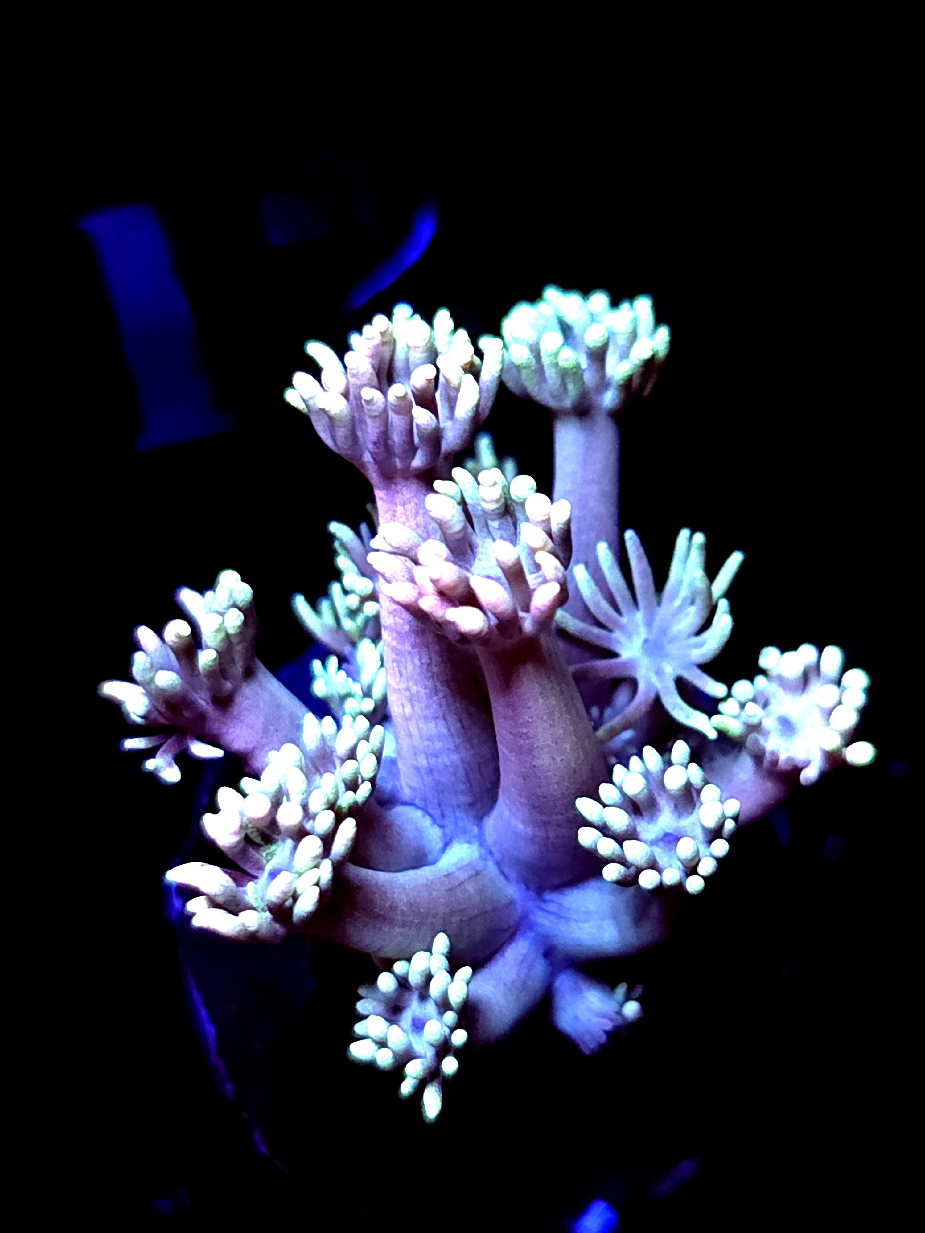 SBB "Dragon Spore" Goni Small