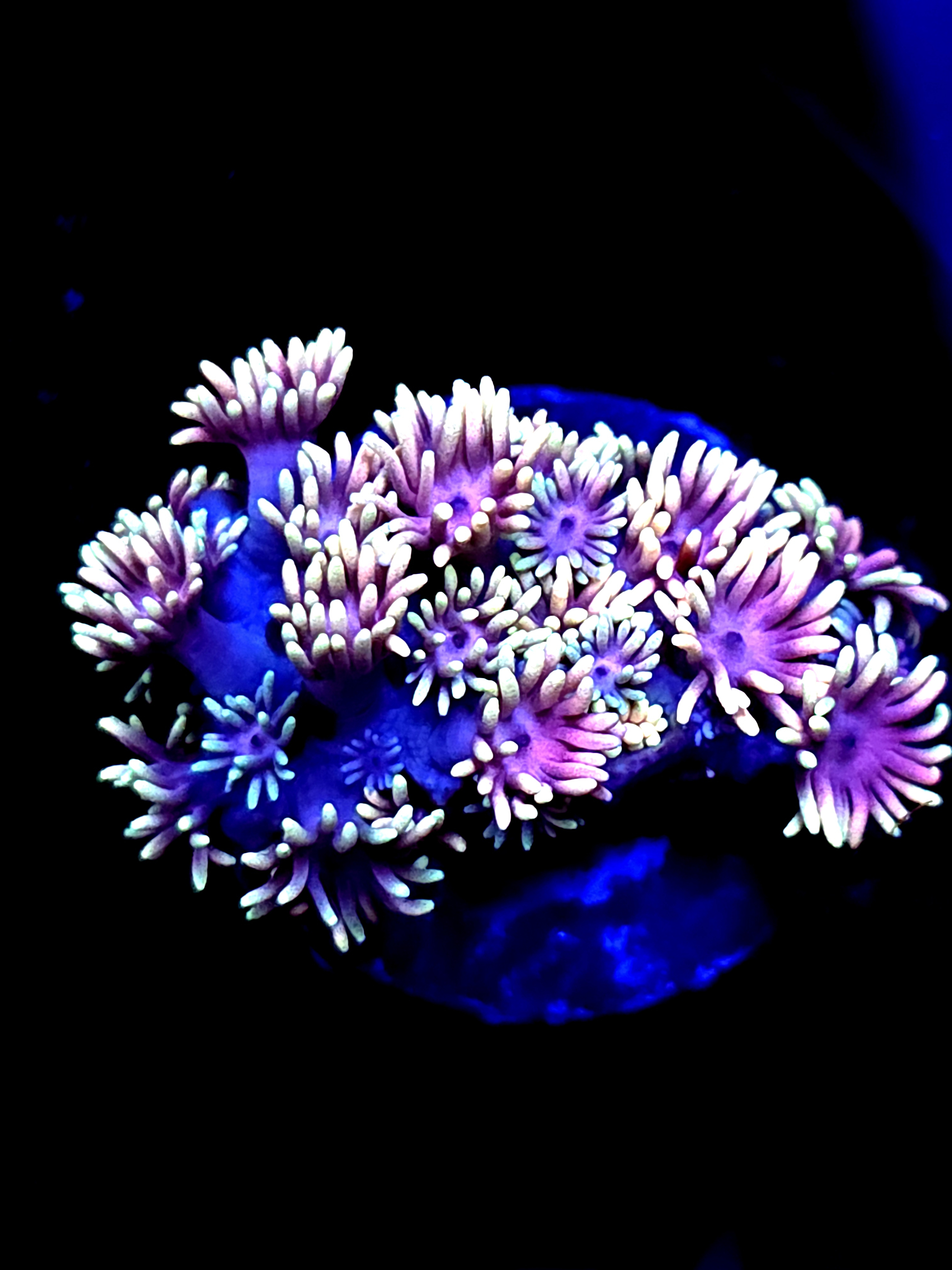 SBB "Chaos Nectar" Goni Large