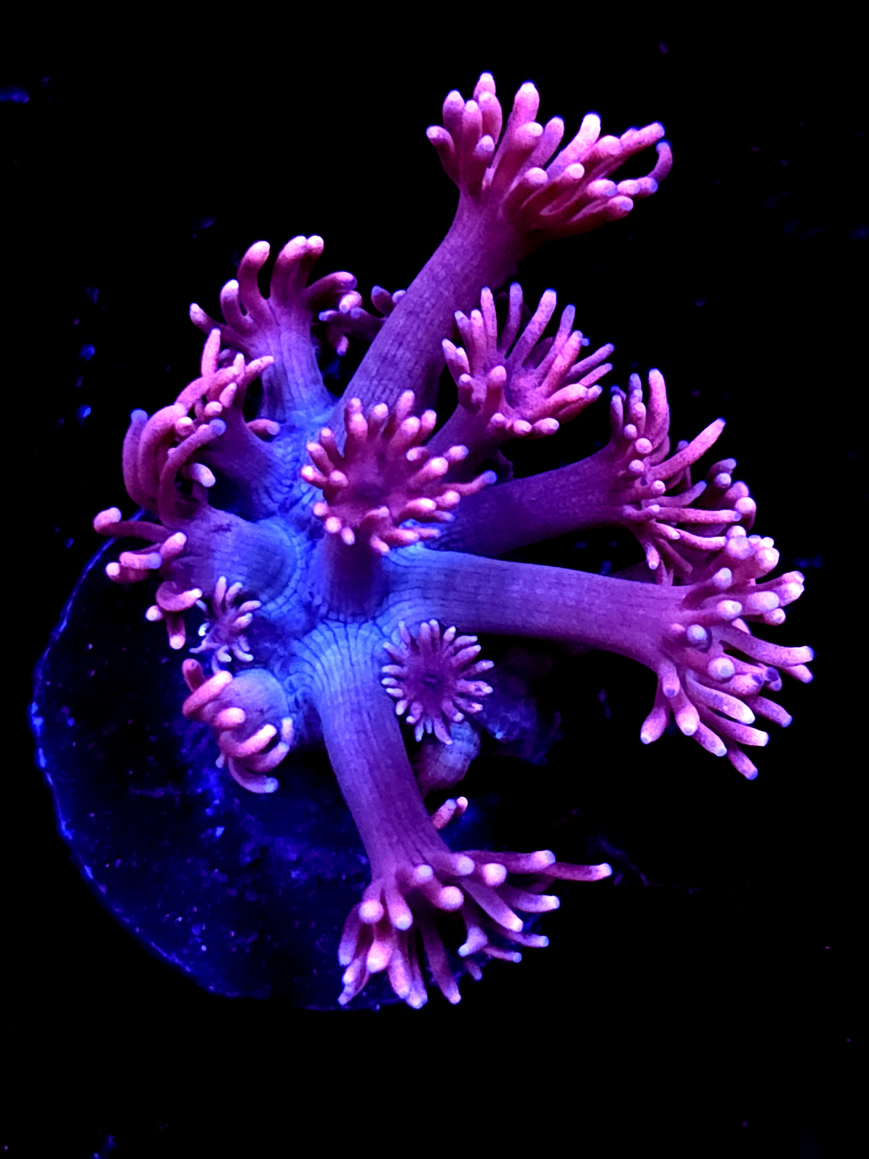 SBB "Ghoul Nectar" Goni Medium