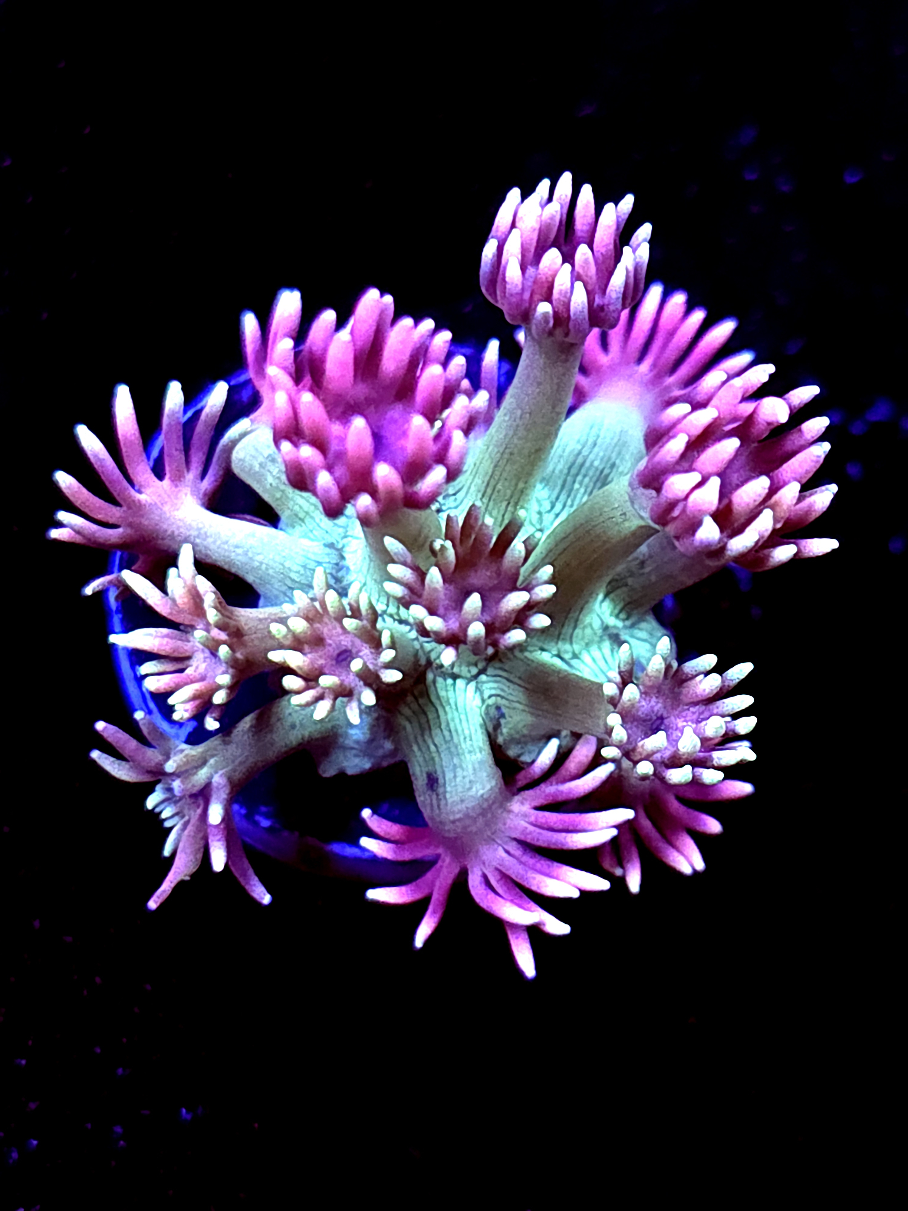 SBB "Tidal Ruin" Goni Medium