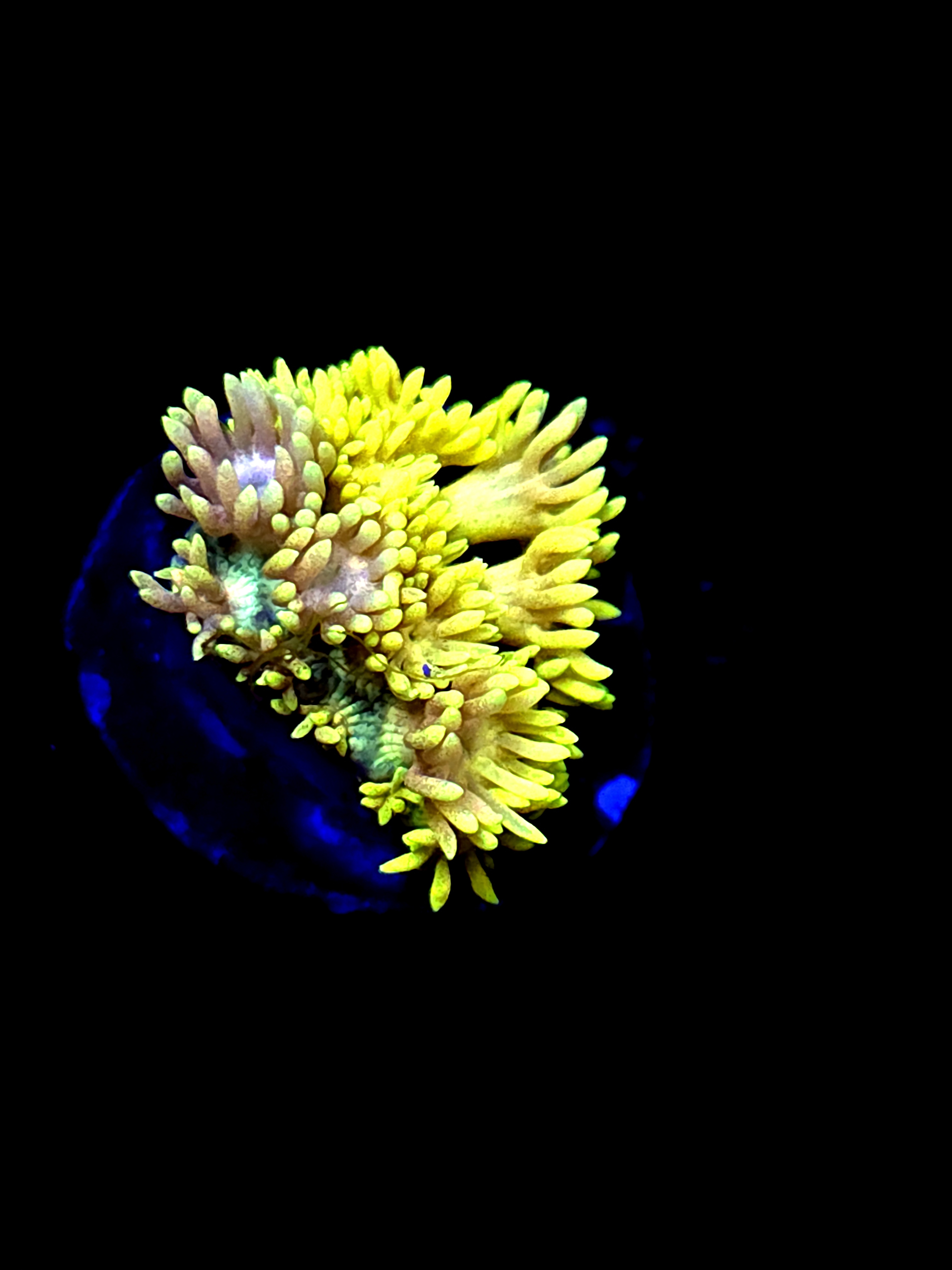 SBB "Ghost Current" Goni Small