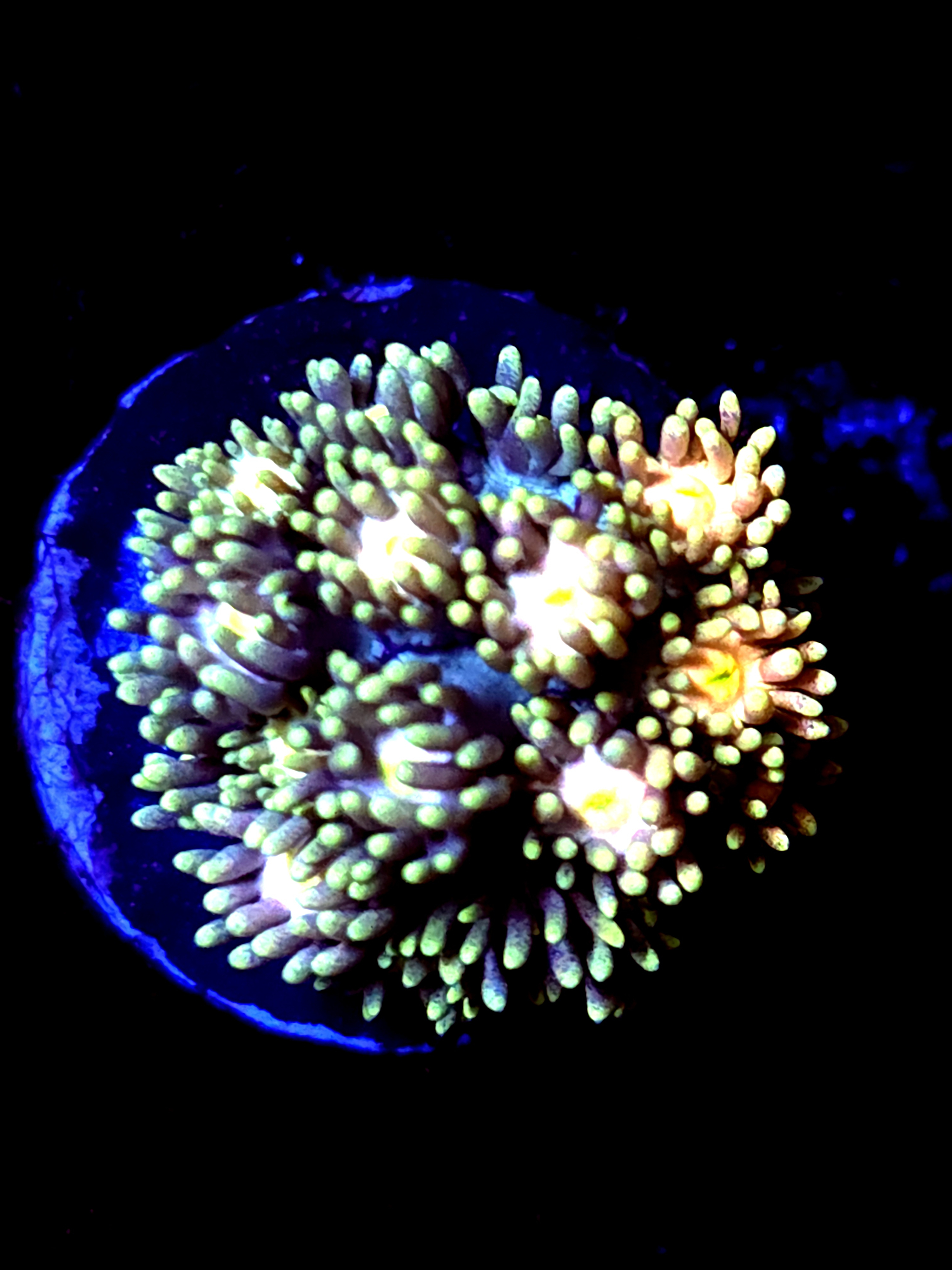 SBB "Coral Wraith"Goni Medium