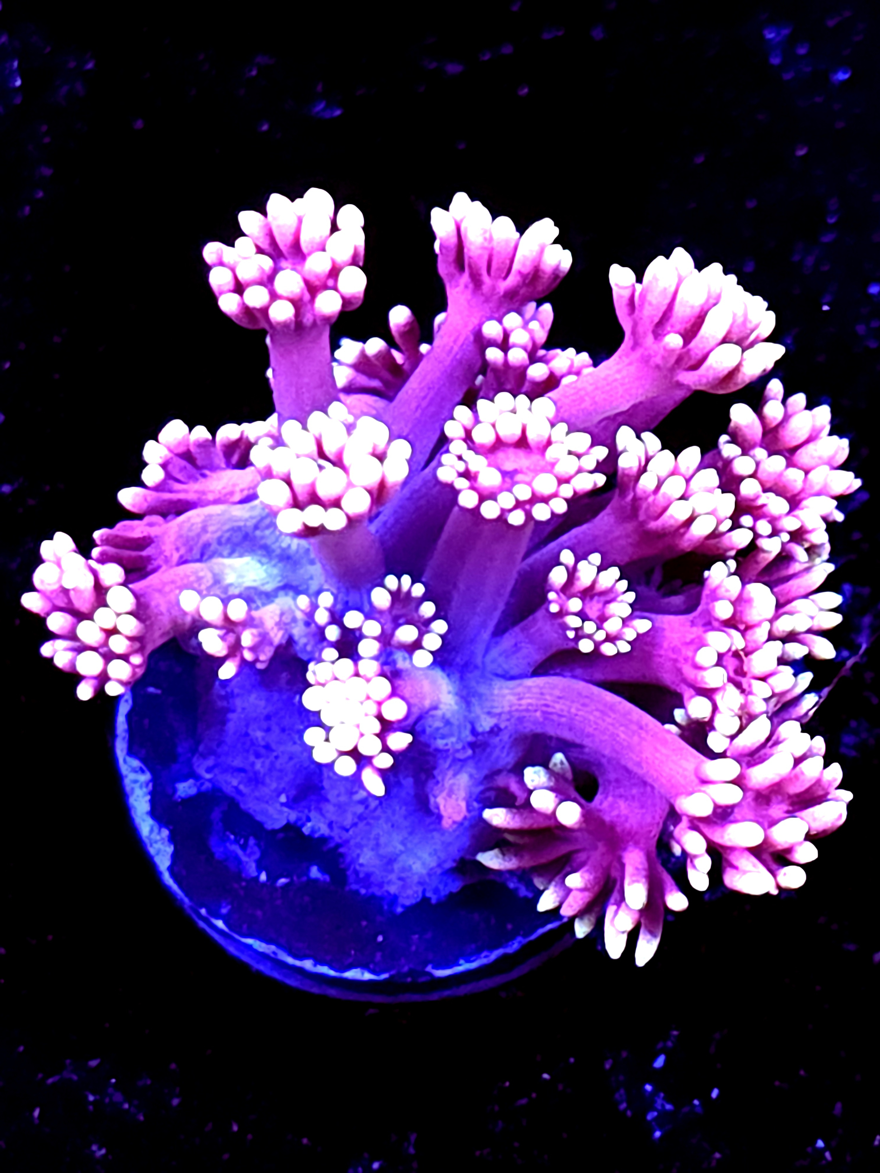 SBB "Candy Havoc" Goni Large