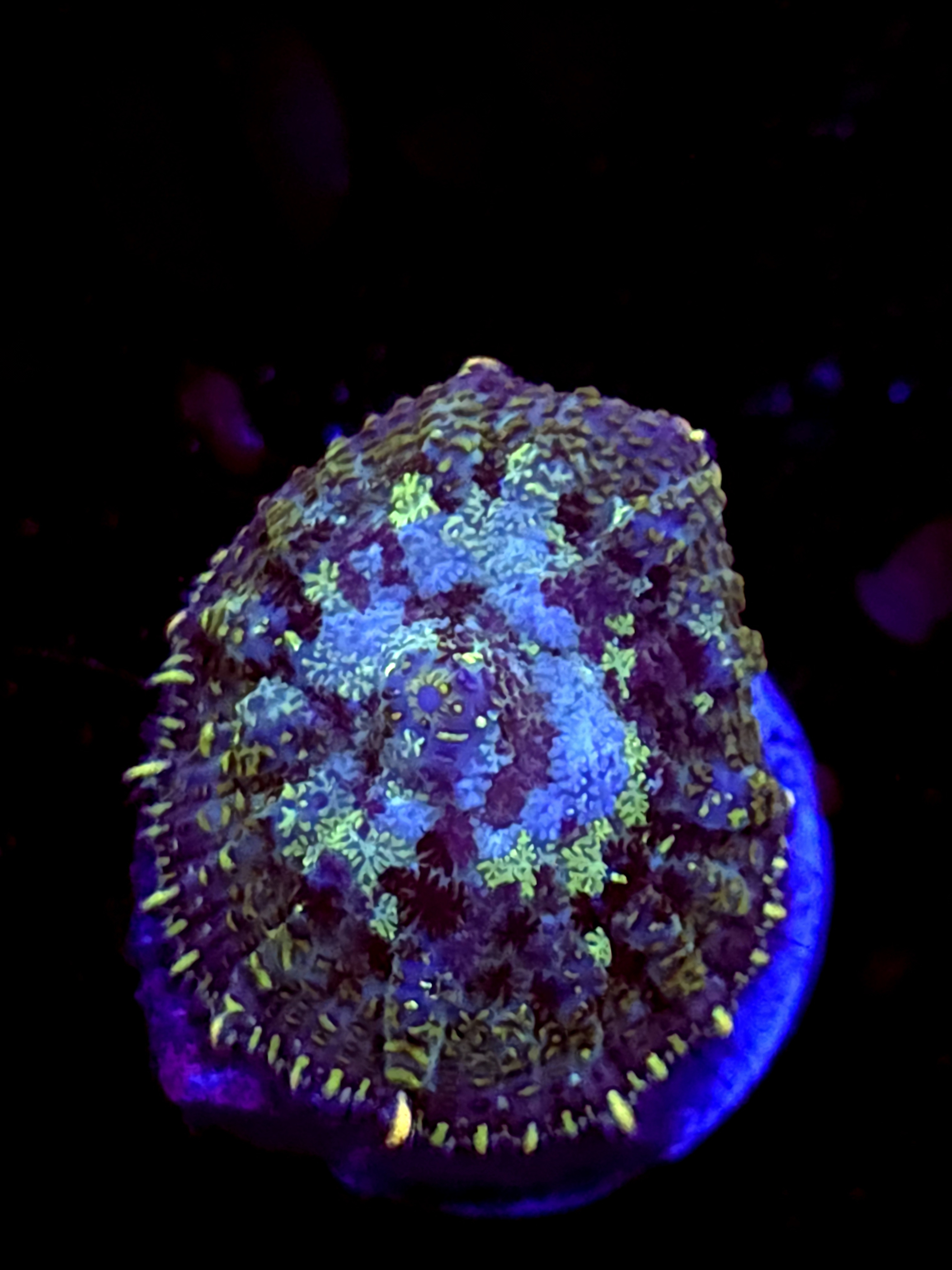 SBB "Mystery Signature" Mushroom Small