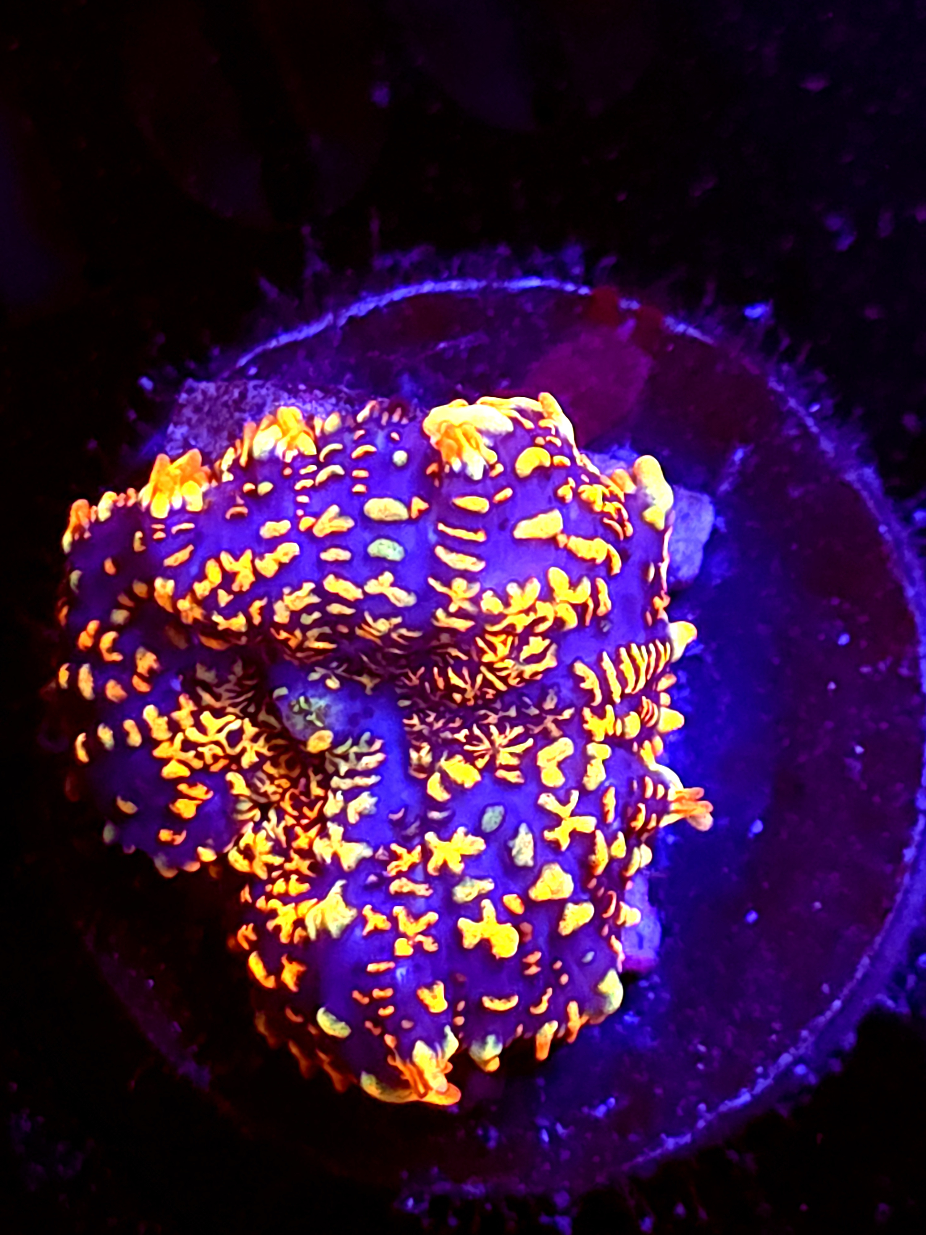 SBB "Moon Crater" Mushroom Tiny