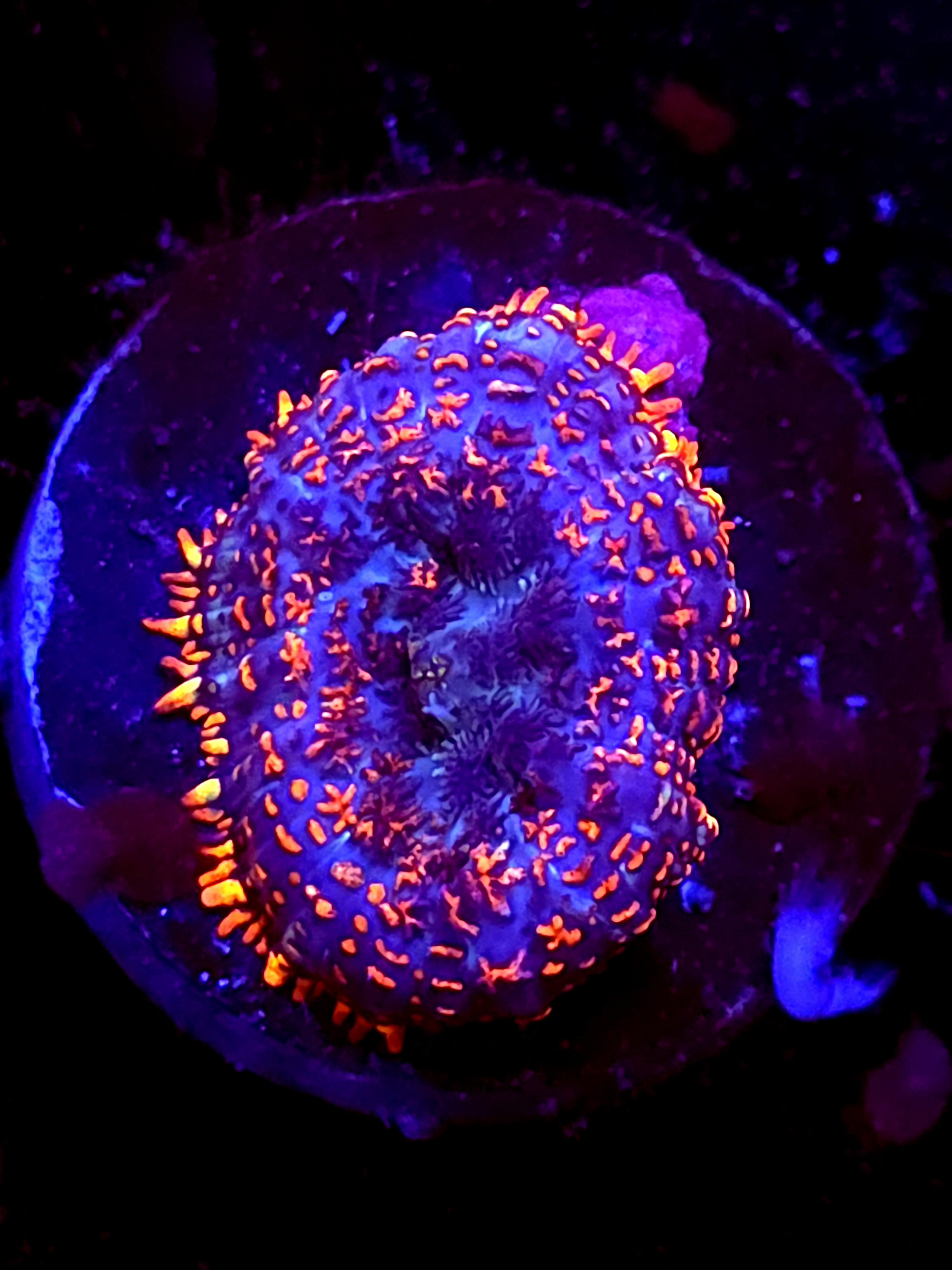 SBB "Mystery Signature" Mushroom Small