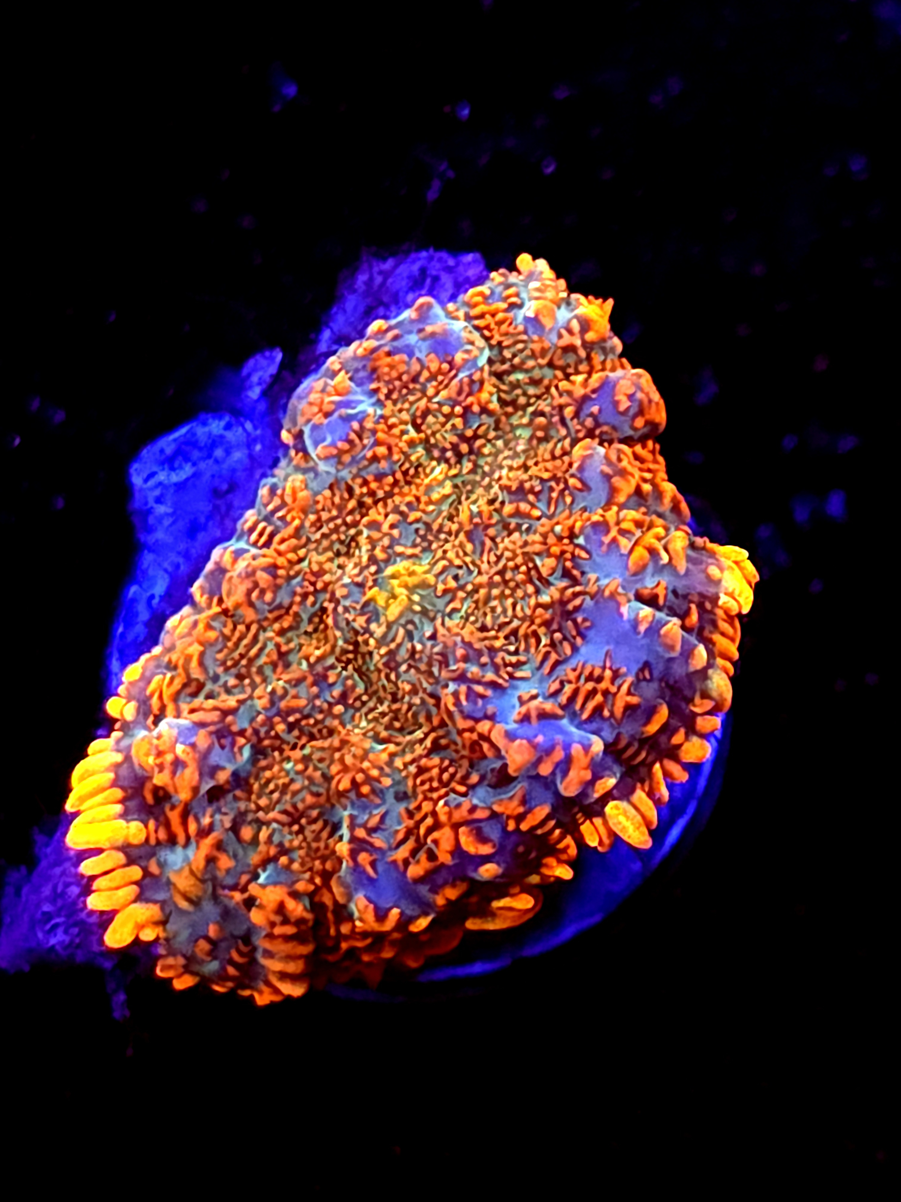 SBB "Super Saiyan" Mushroom Small