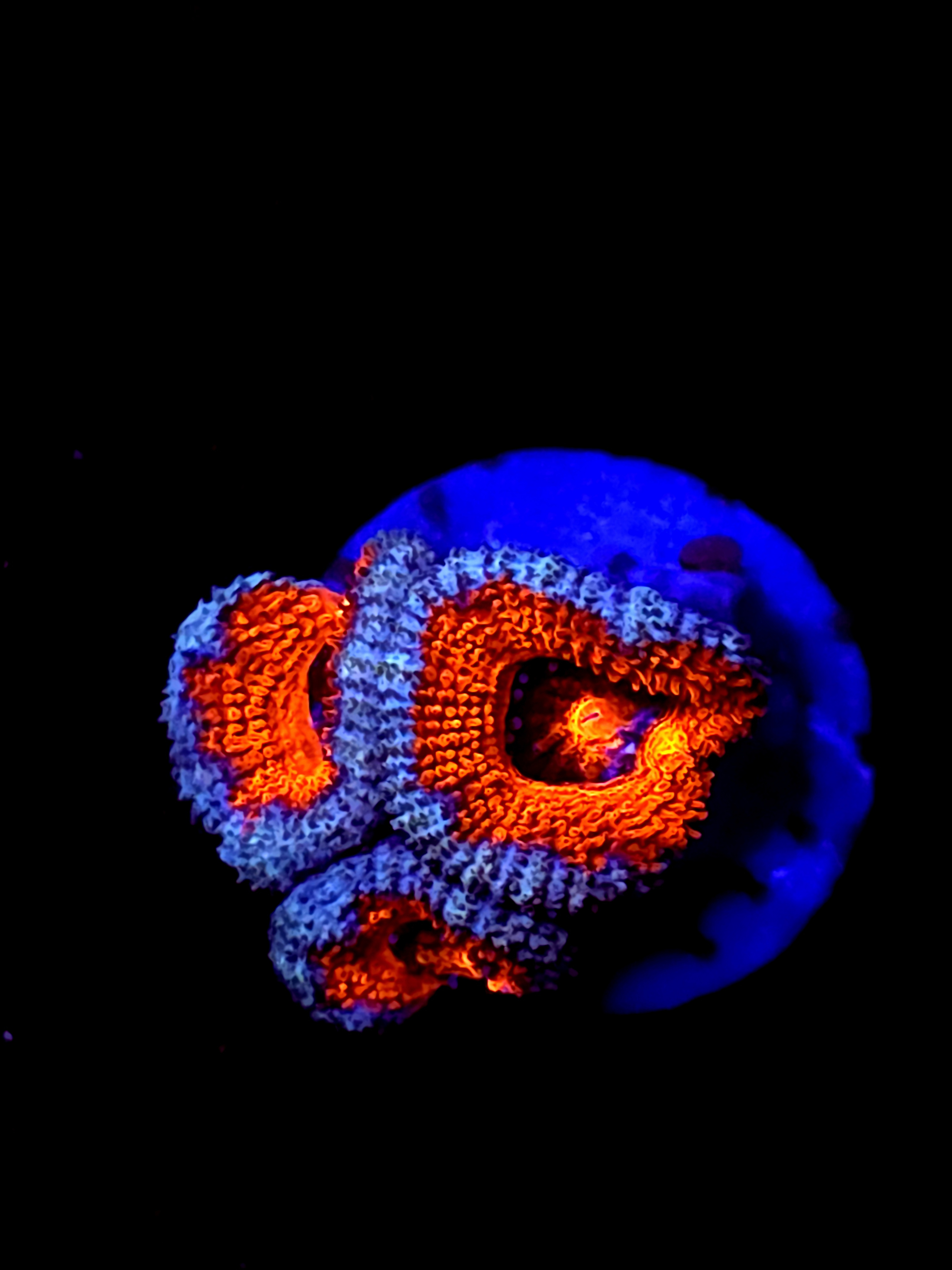 SBB "Mystery Signature" Acan 3 Heads