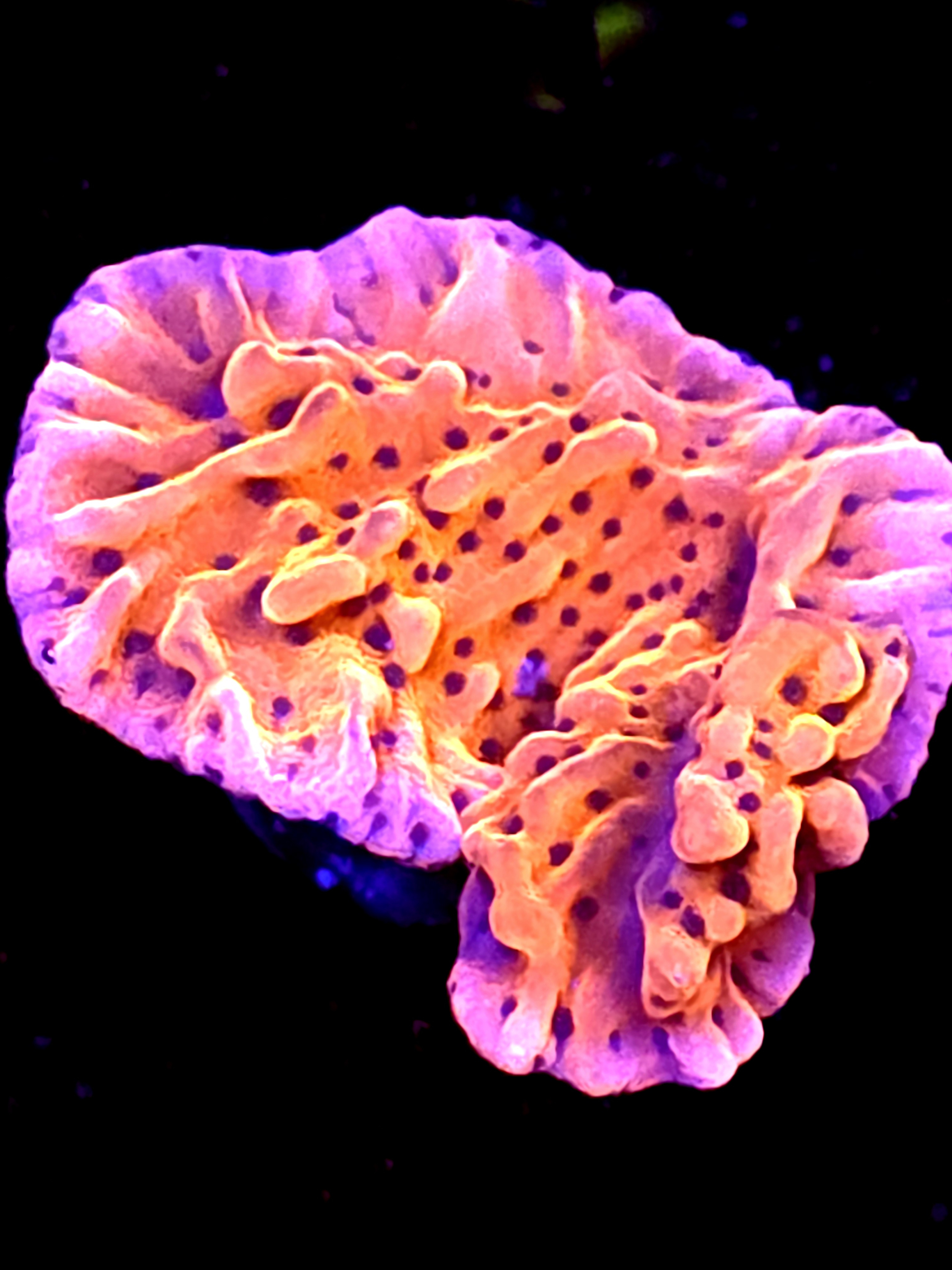 SBB "Cherry Tree" Monti