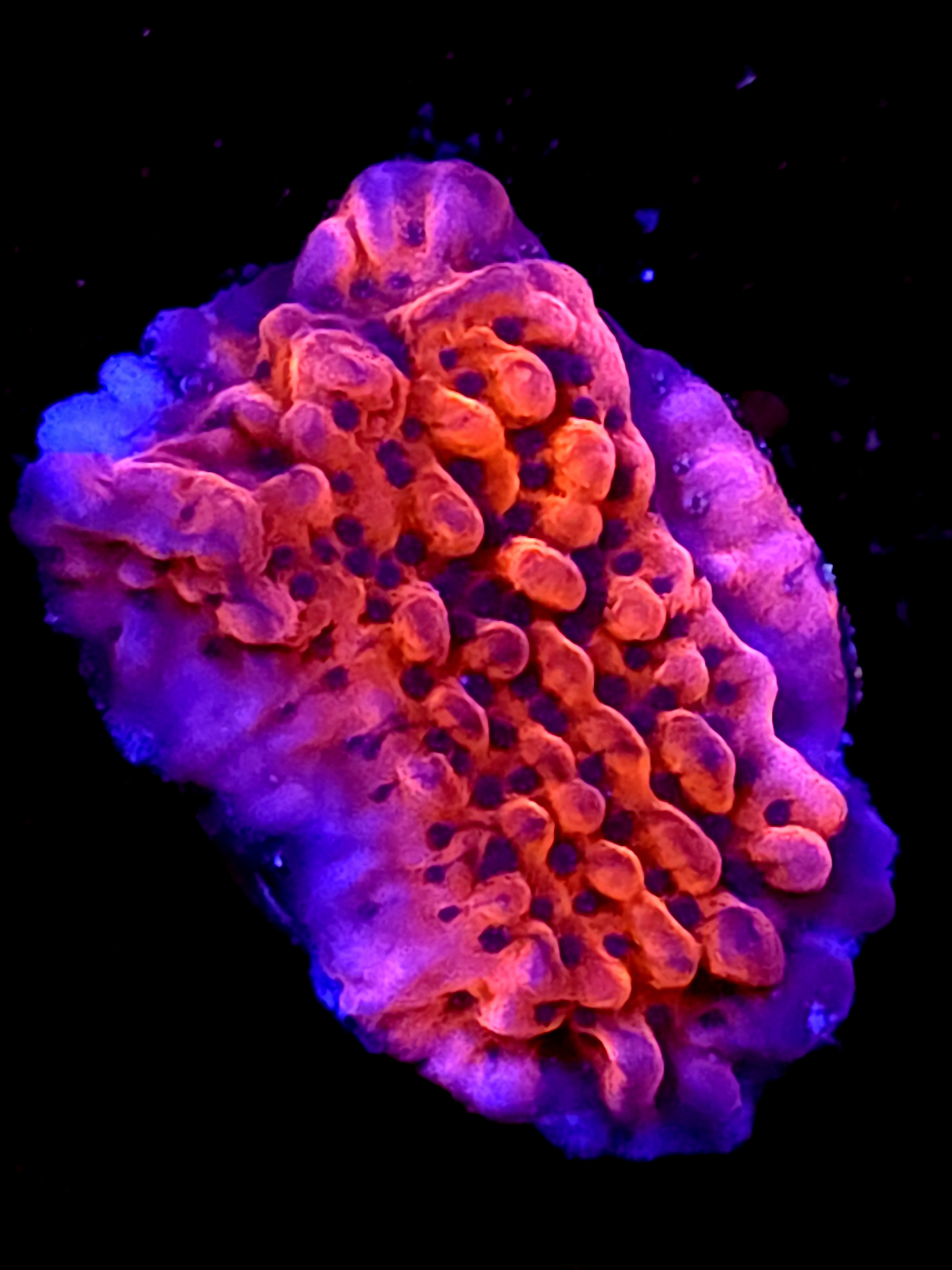 SBB "Cherry Tree" Monti