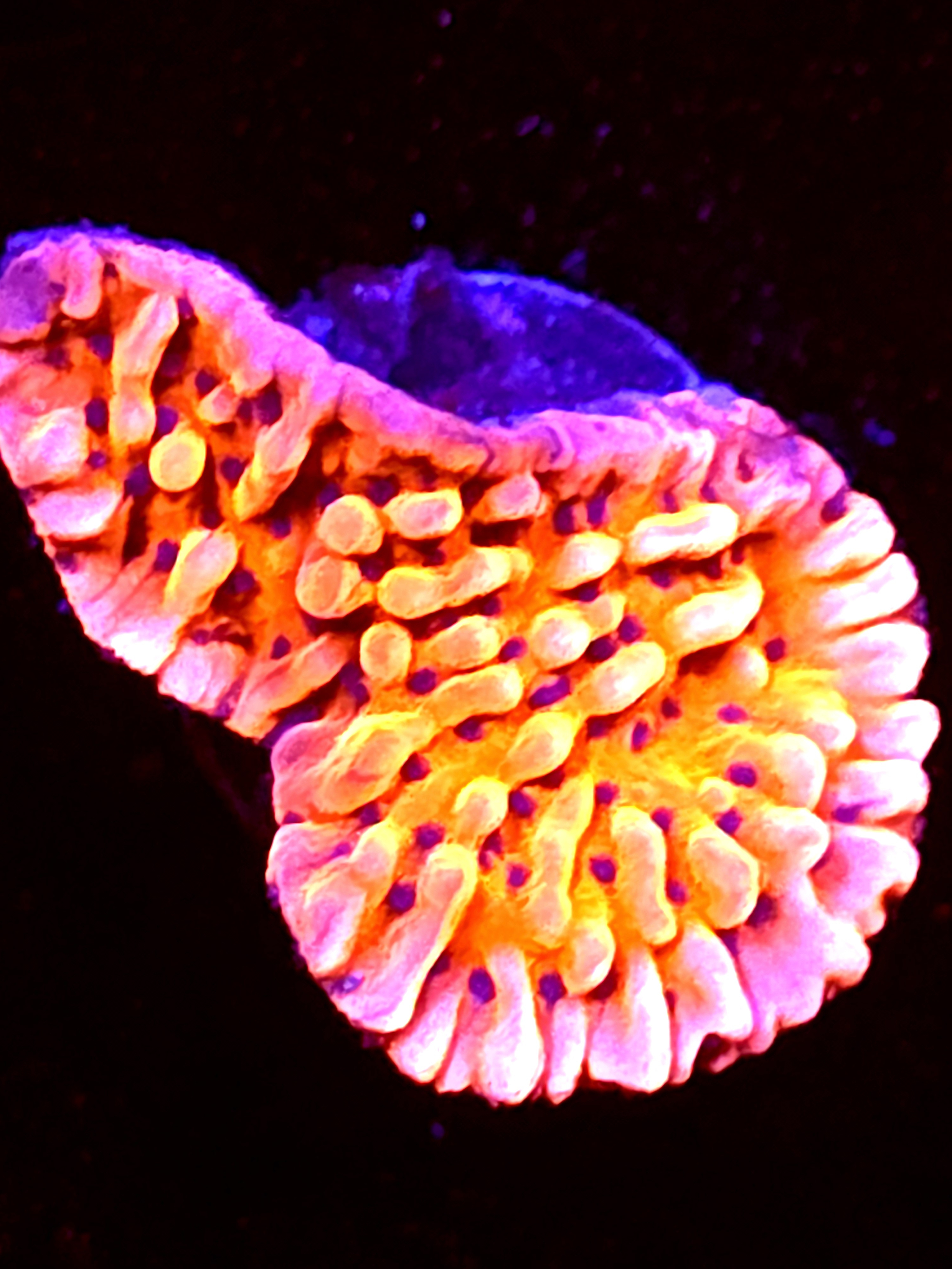 SBB "Cherry Tree" Monti