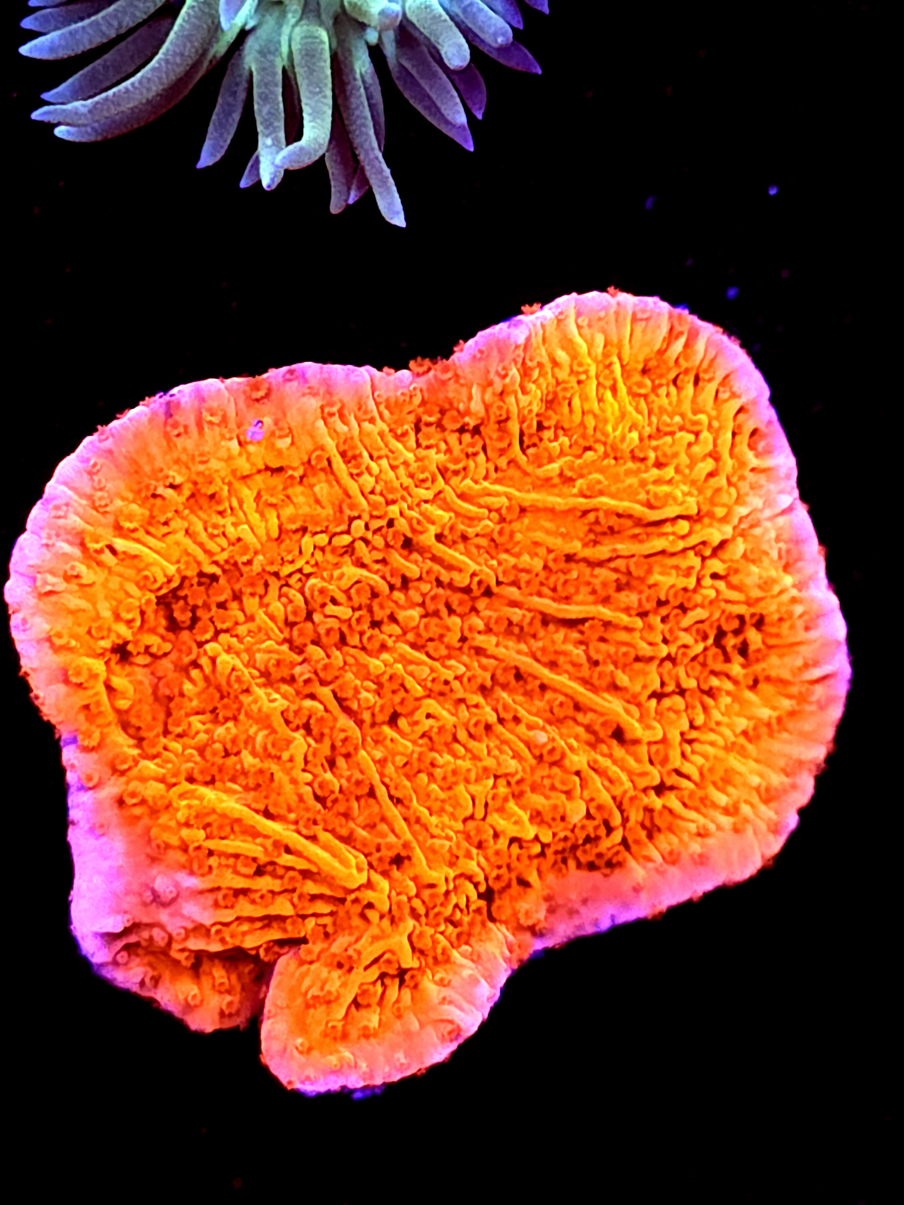 SBB "Red Hulk" Monti