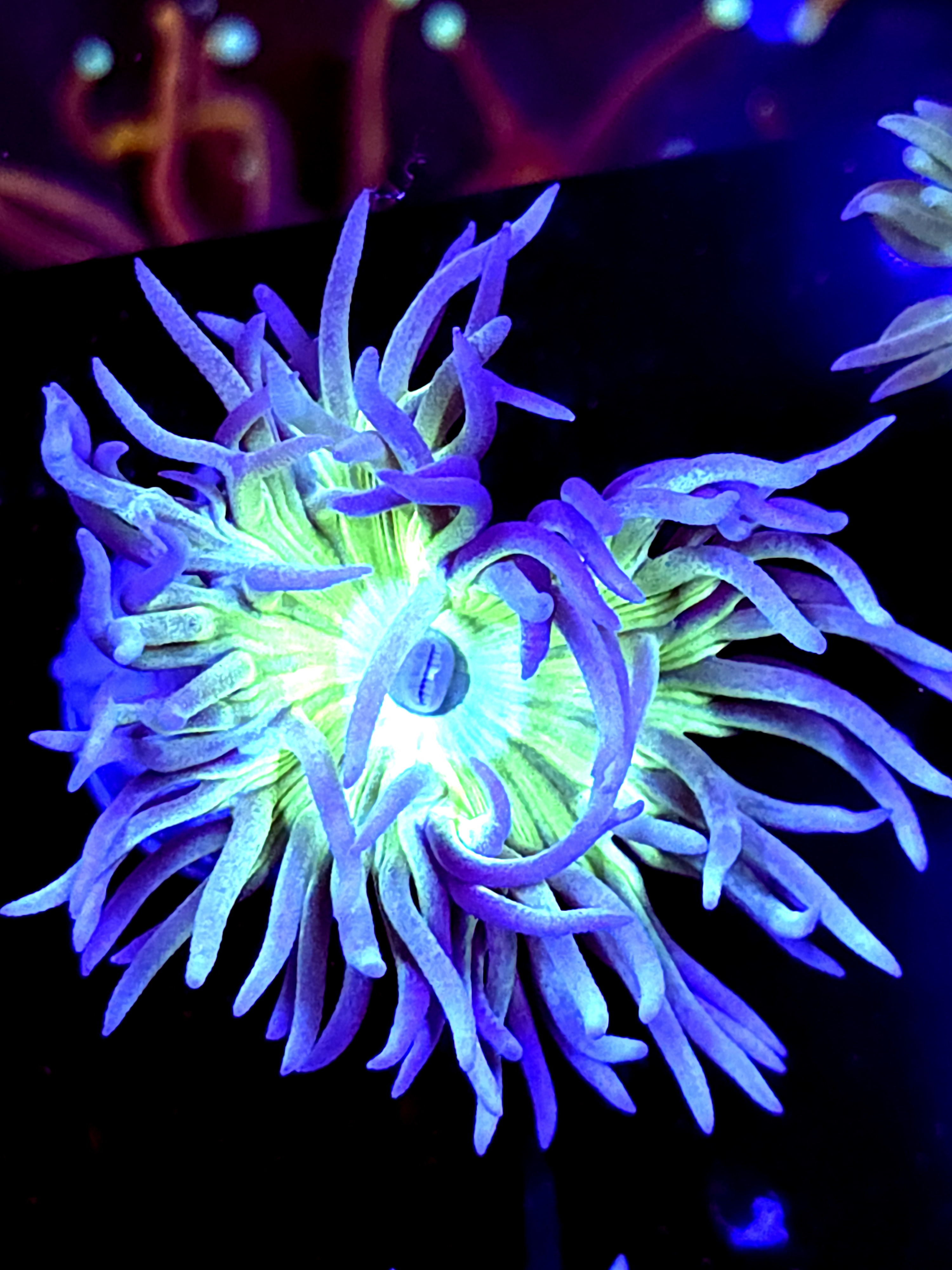 SBB "Duncan Coral" 1 Head