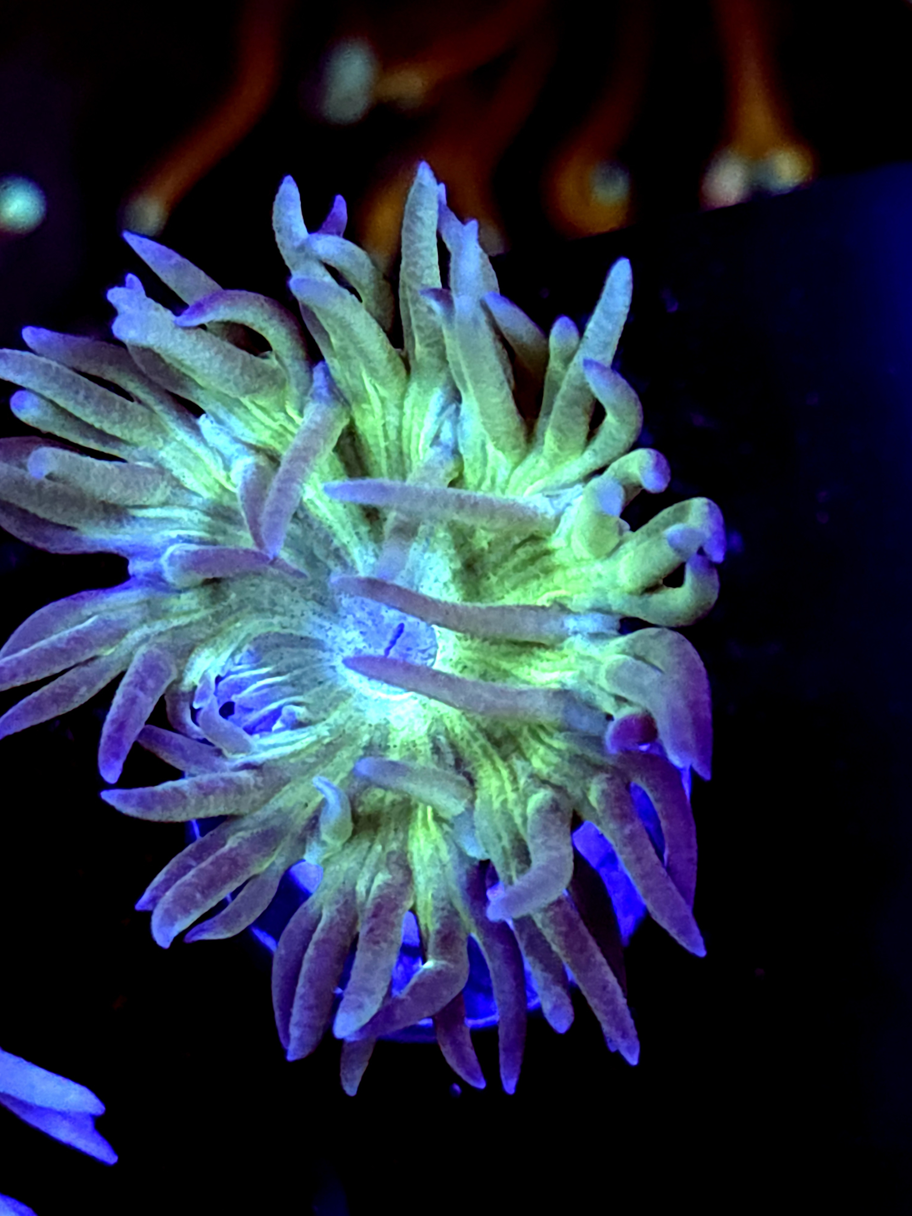 SBB "Duncan Coral" 1 Head