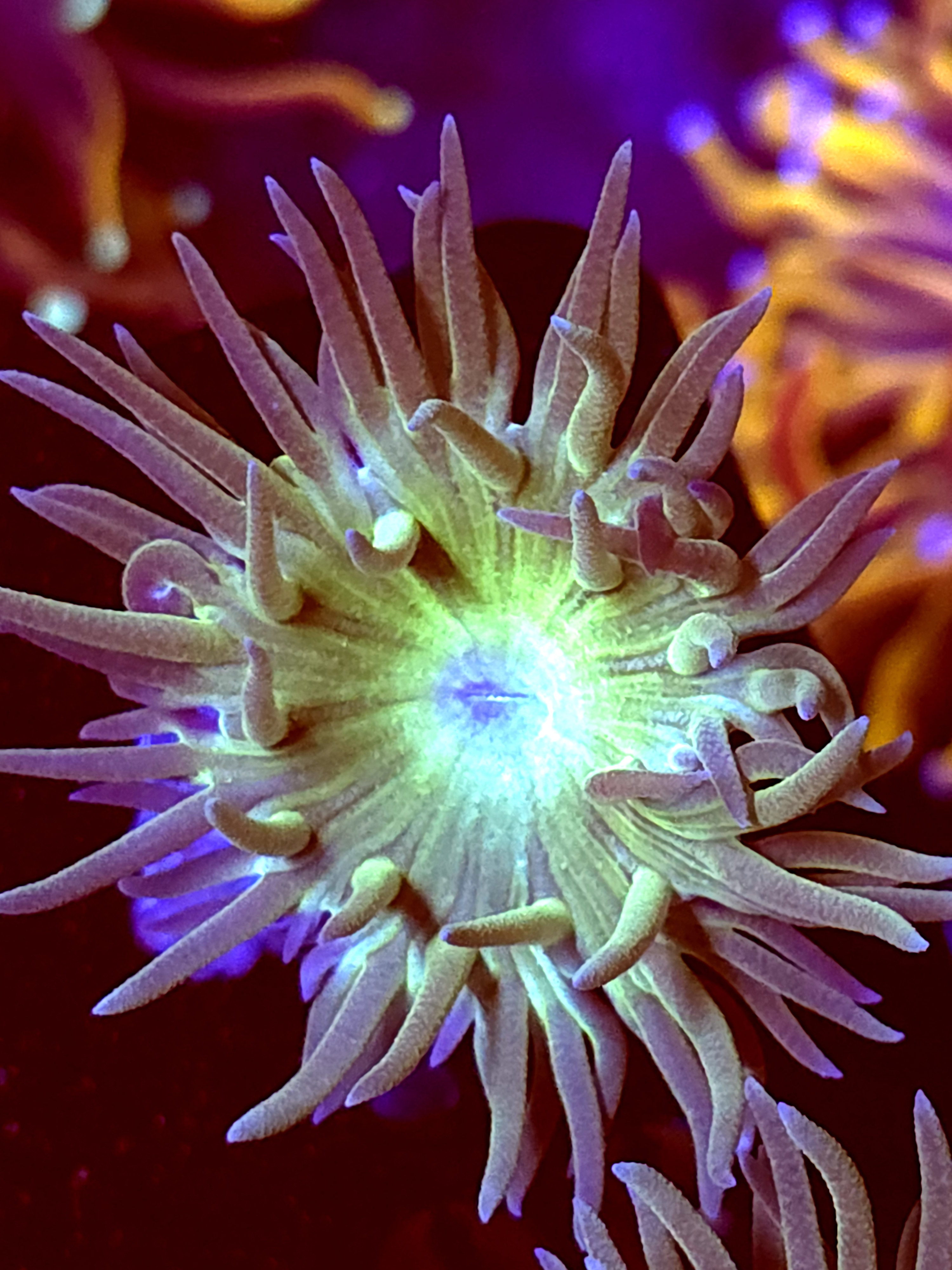 SBB "Duncan Coral" 1 Head