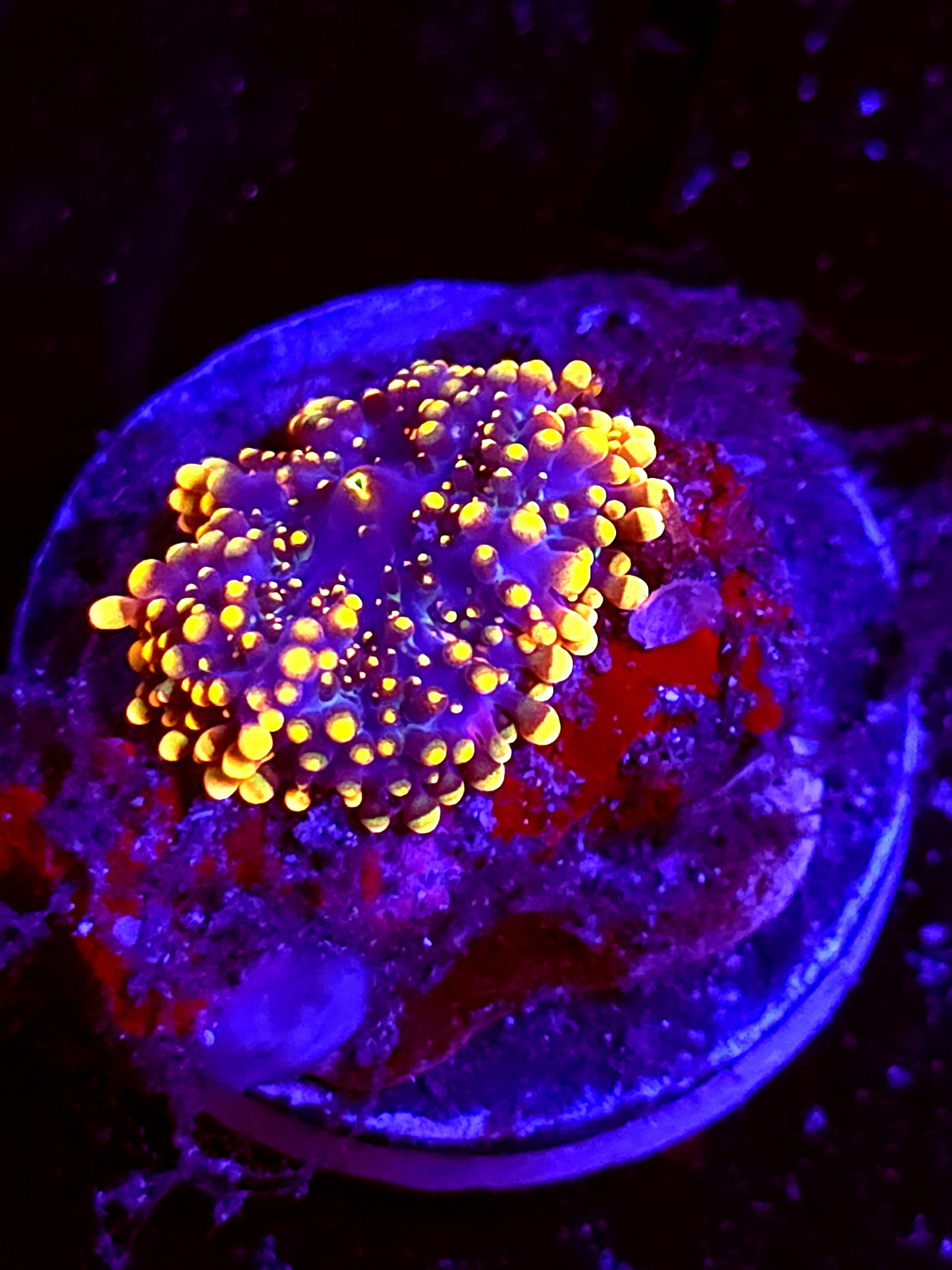 SBB "No Name" Mushroom Small