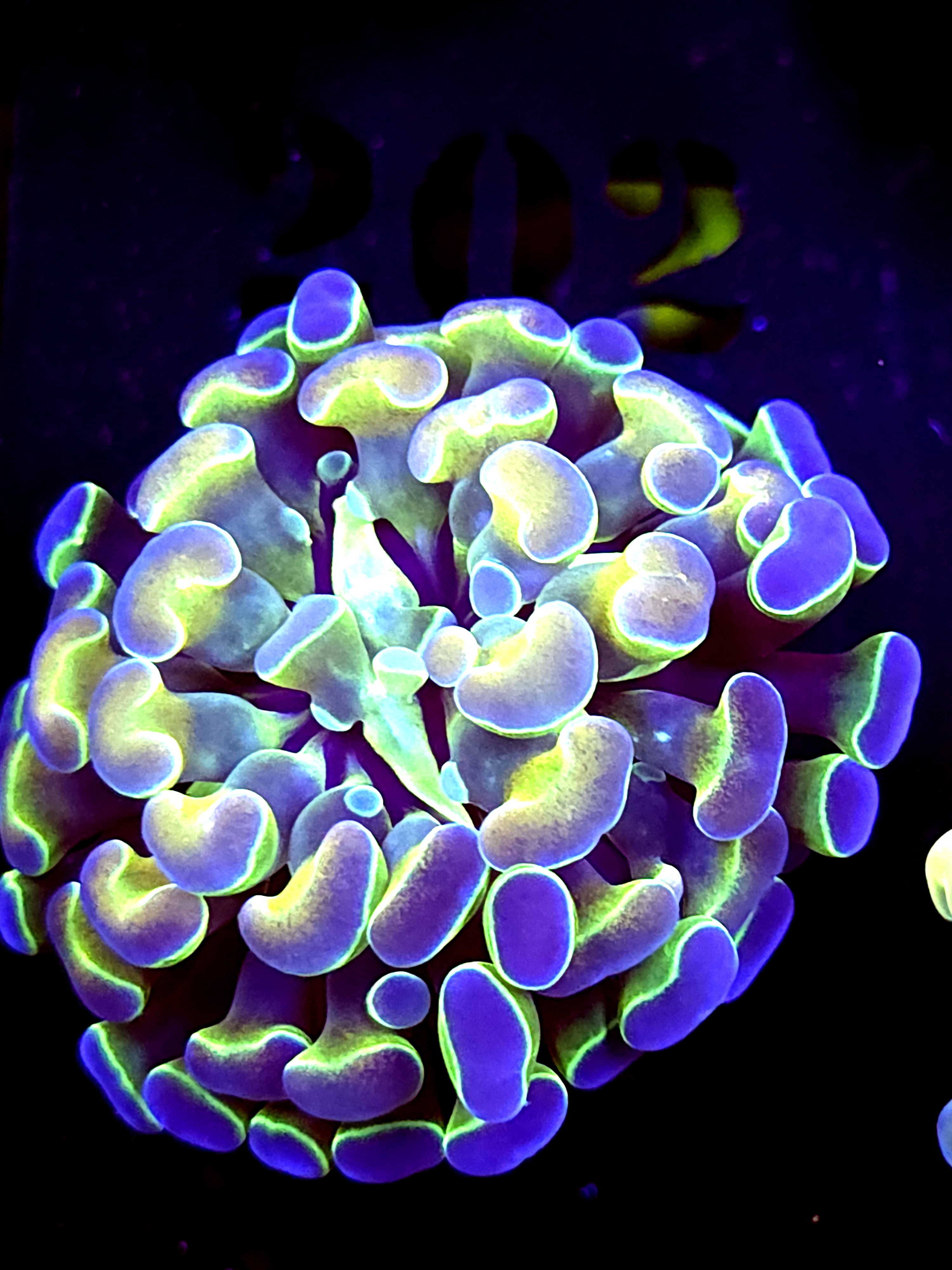 SBB " Hologram" Hammer