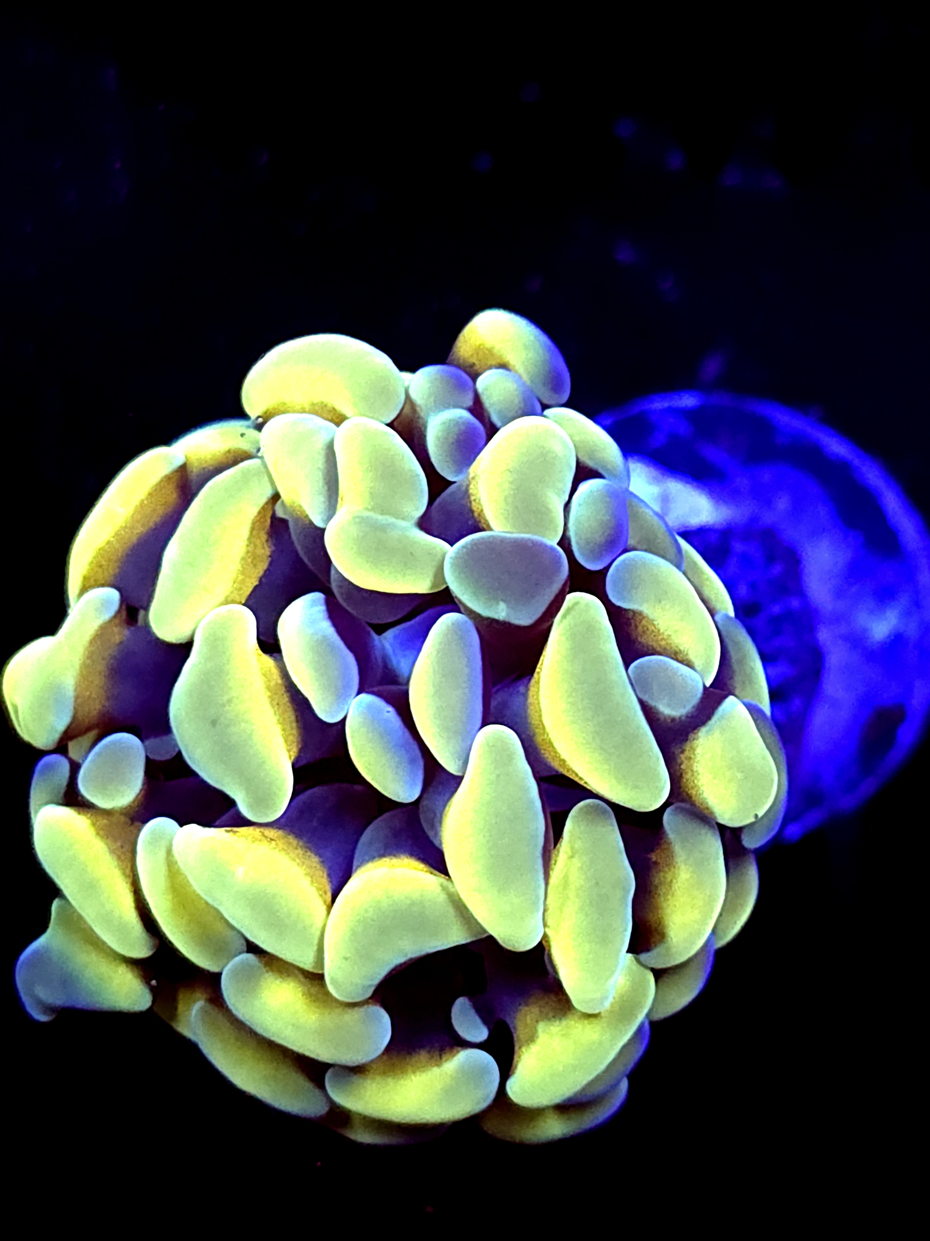 SBB Rustic Yellow Hammer