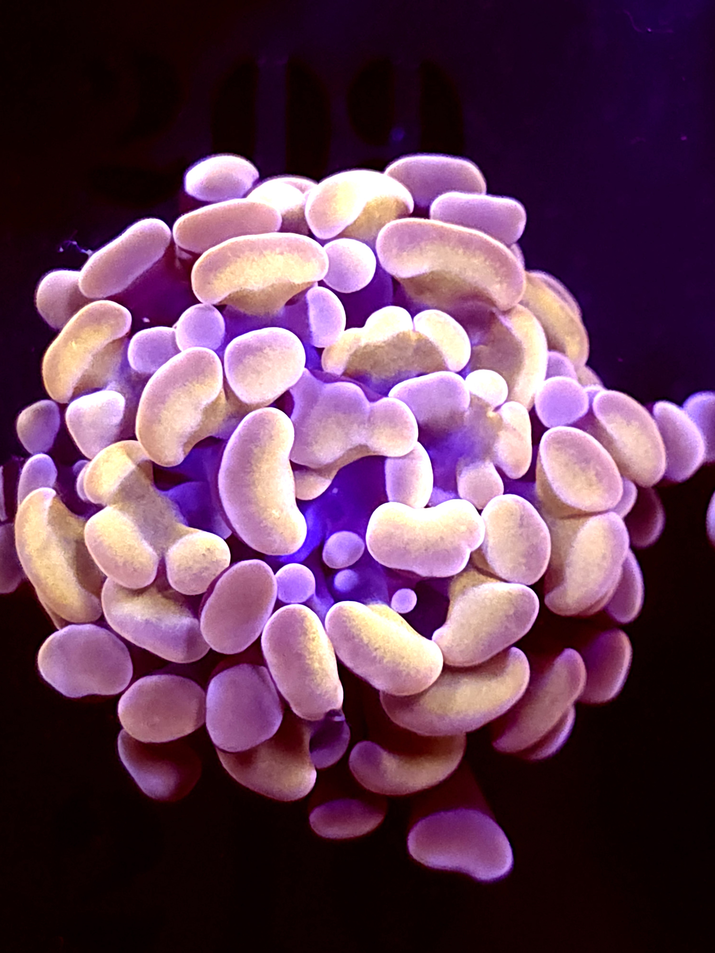 SBB Orange Hammer Indo