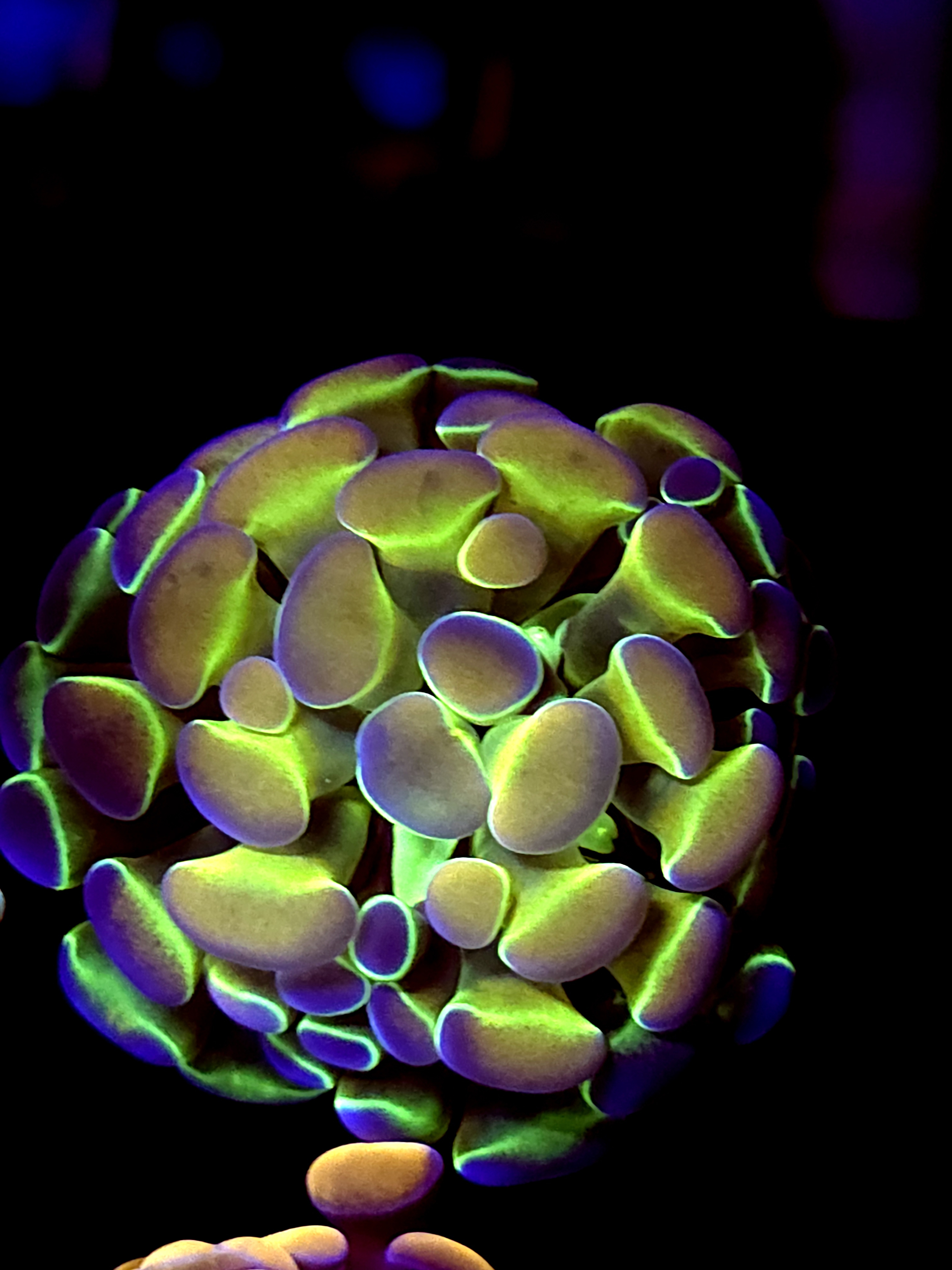 SBB " Hologram" Hammer