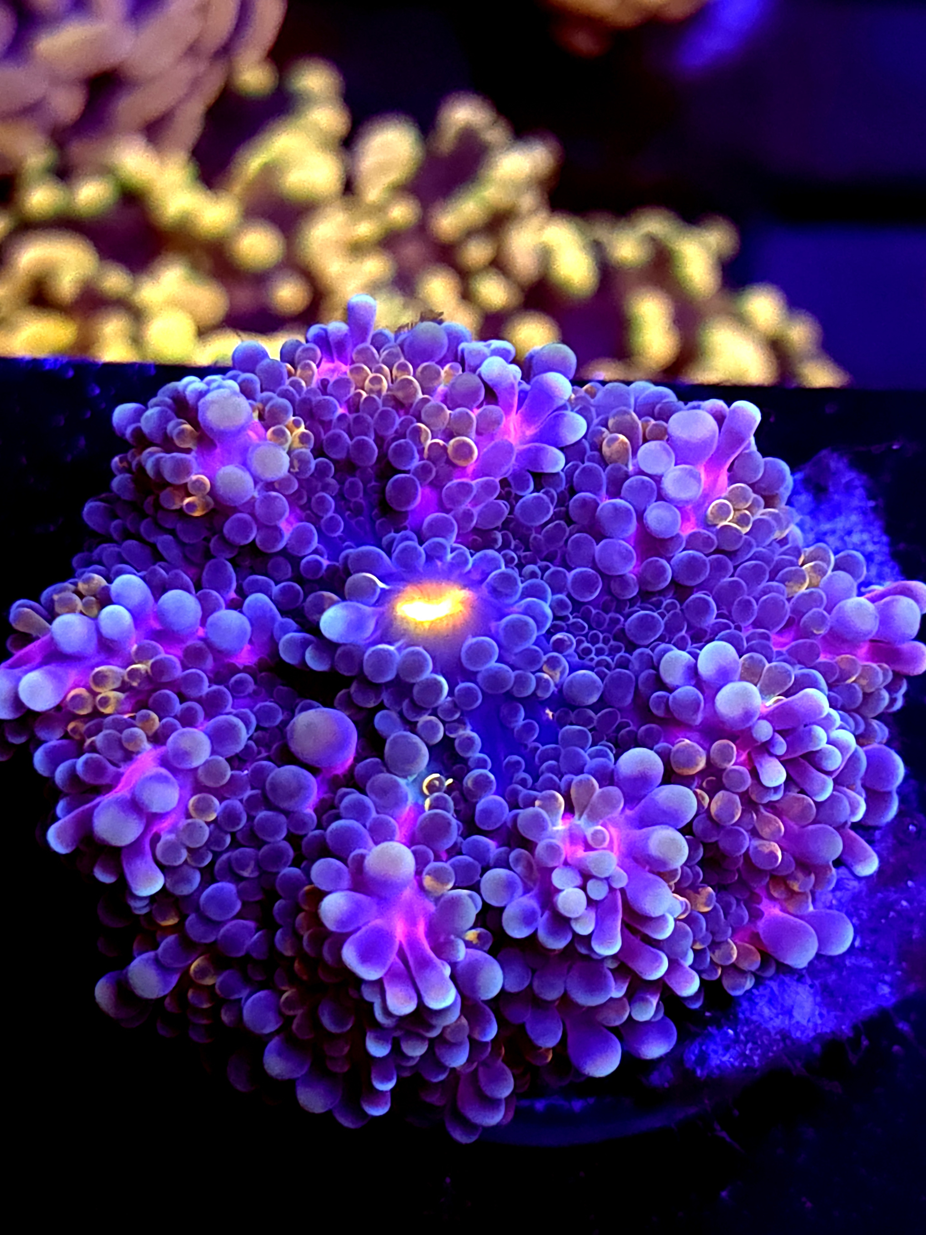 SBB "Purple Teddy" Mushroom Medium