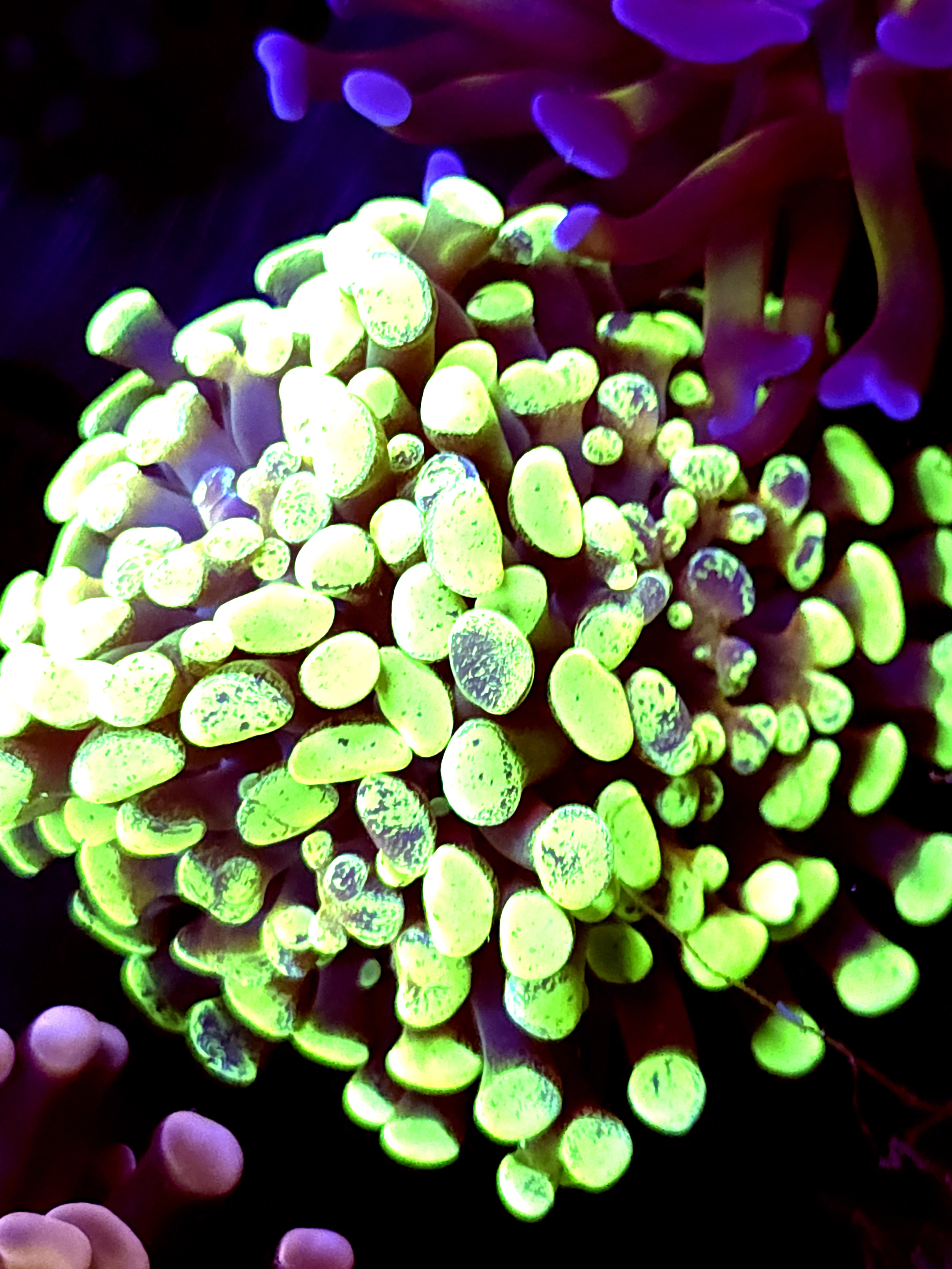 SBB " Green Marble Hammer"