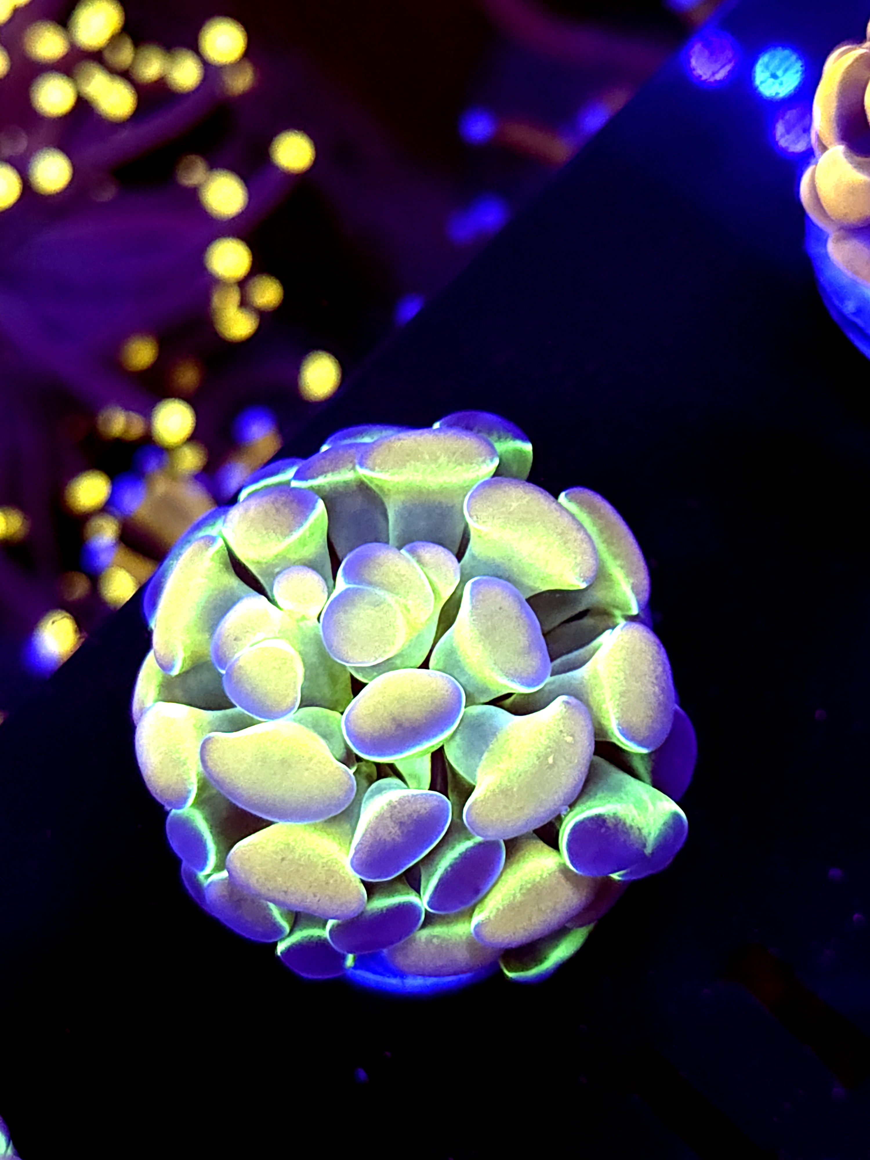 SBB " Hologram" Hammer