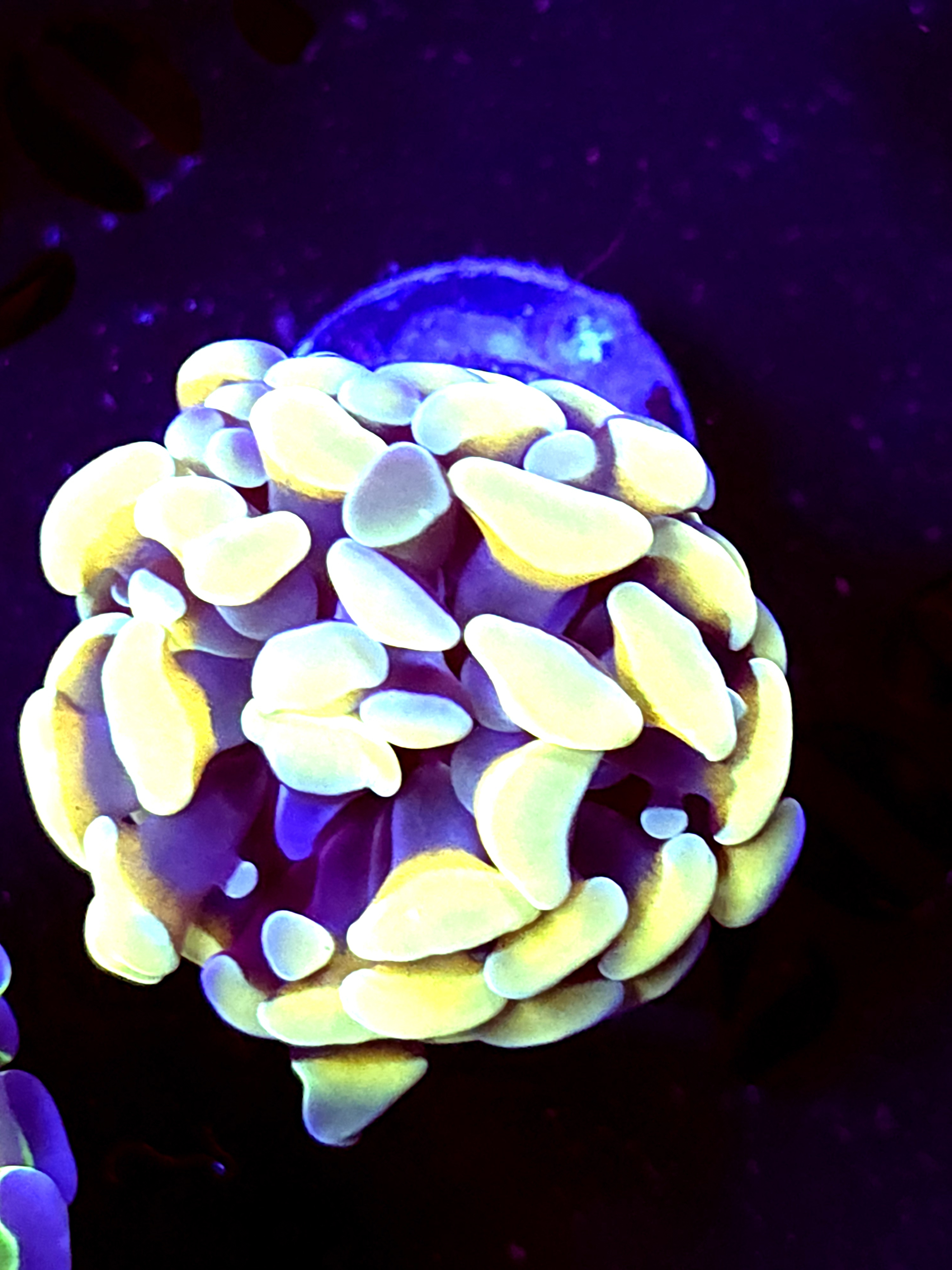 SBB " Rustic Yellow" Hammer