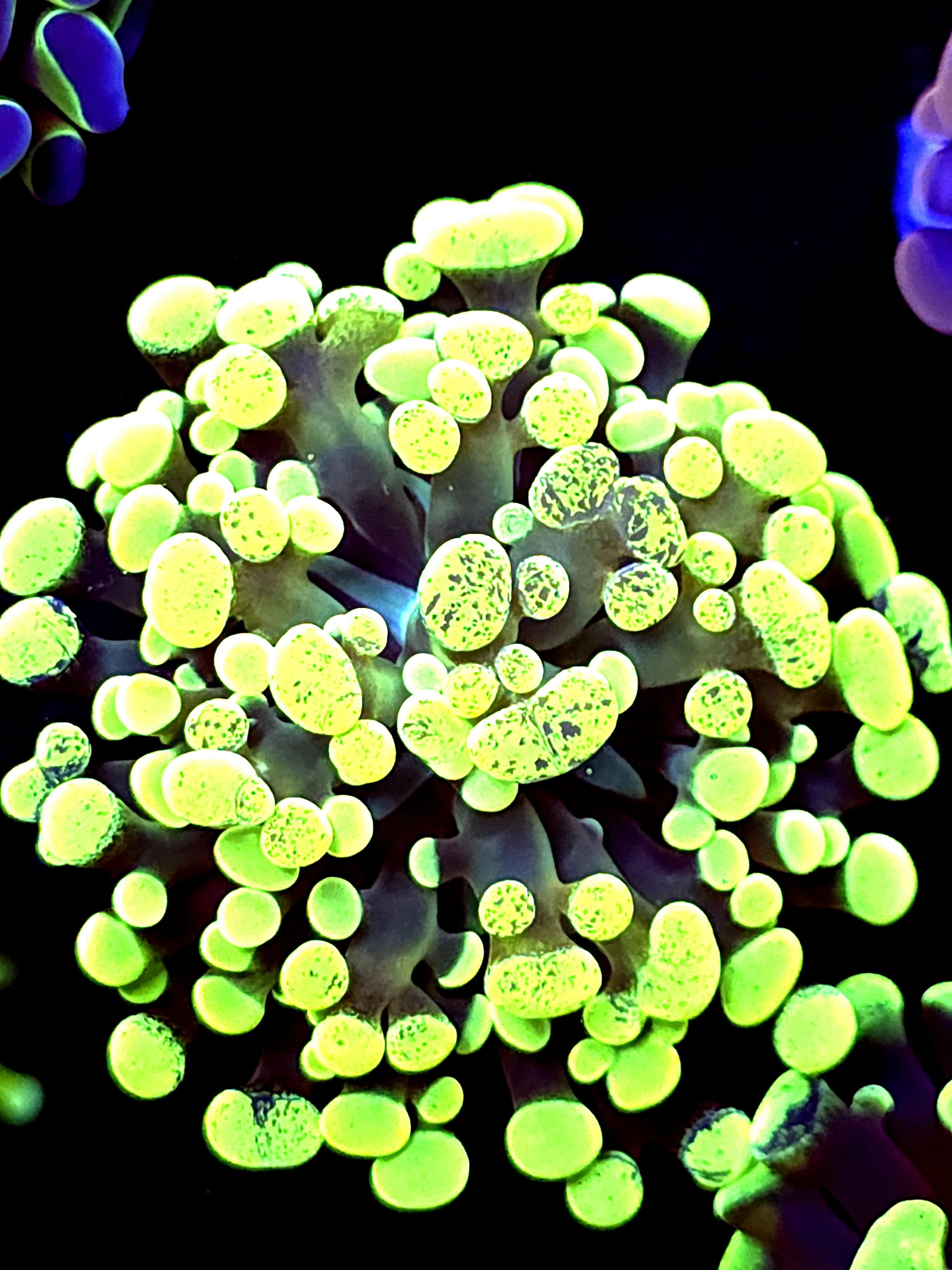 SBB " Green Marble Hammer"