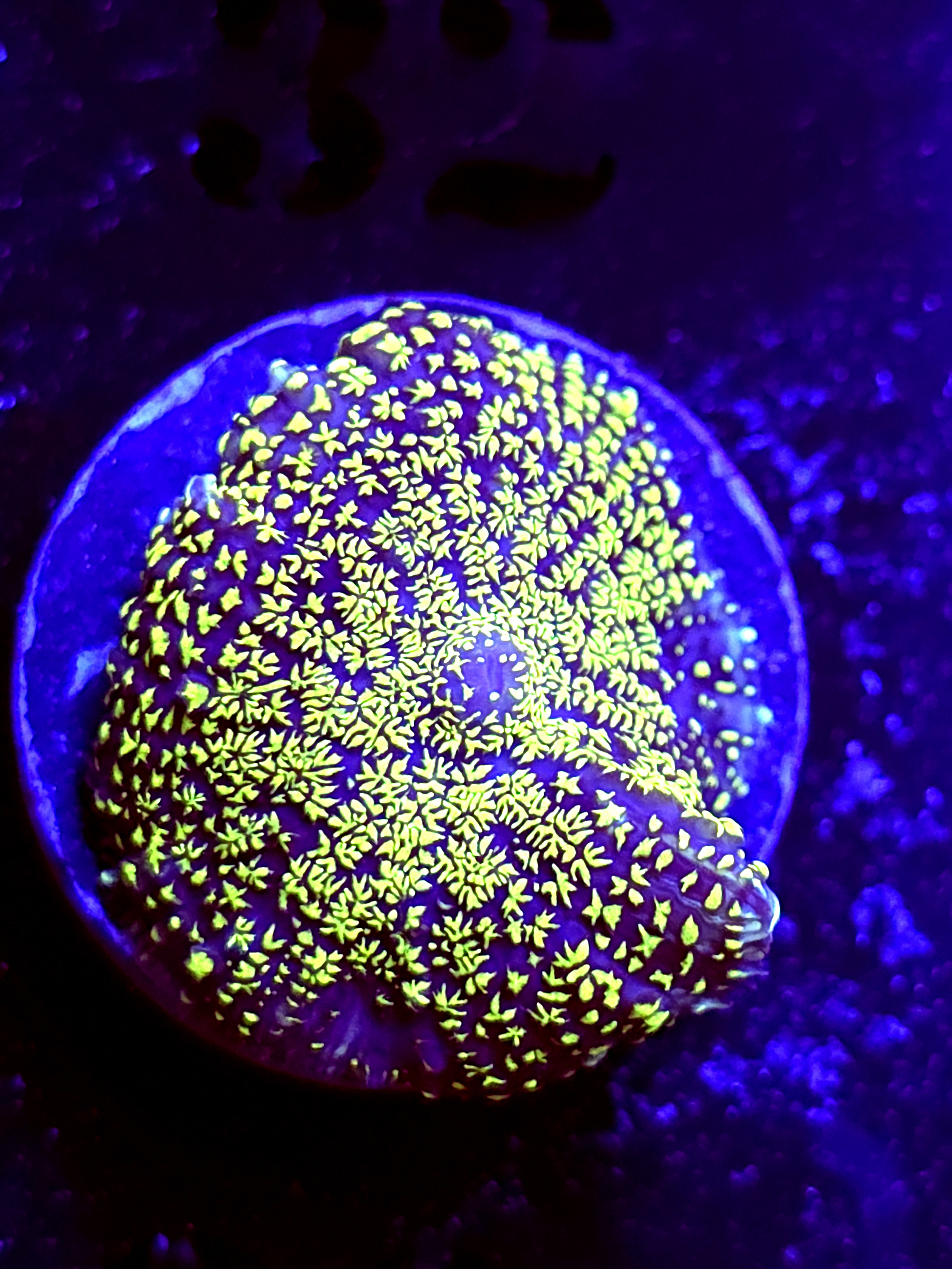 SBB "Green Planet" Mushroom Medium