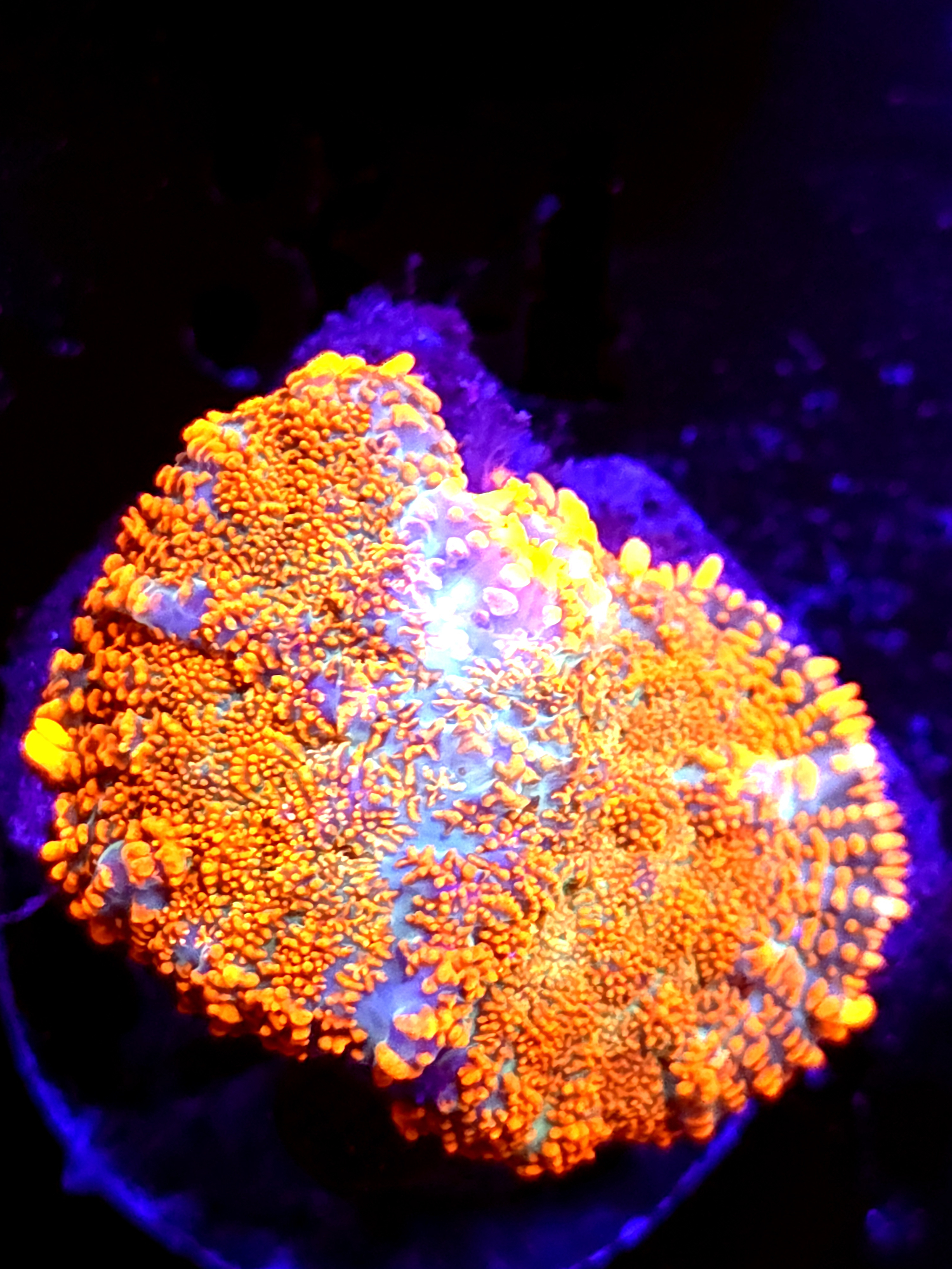 SBB "Mystery Signature" Mushroom Large