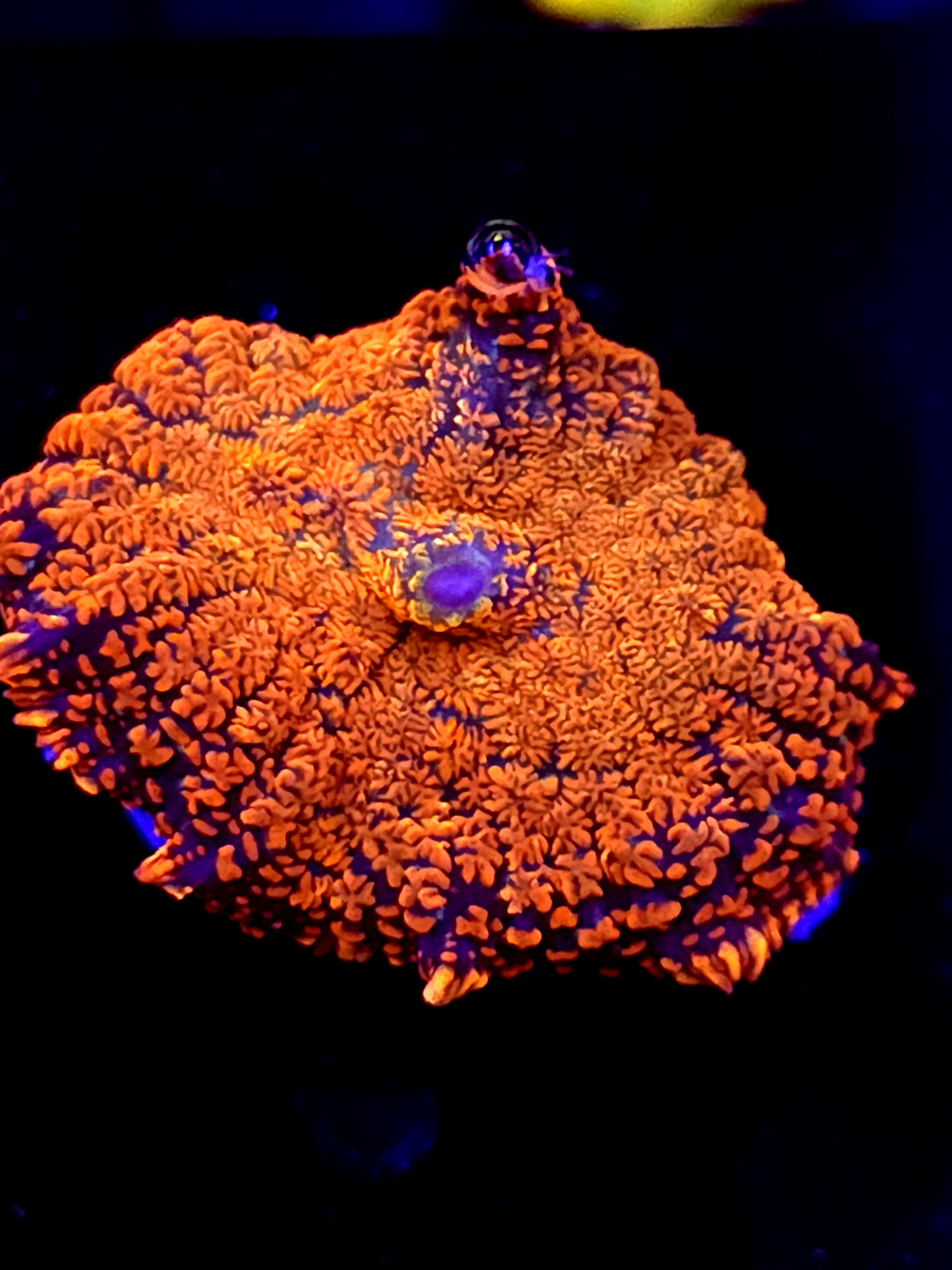 SBB "Orange Burst" Mushroom Medium