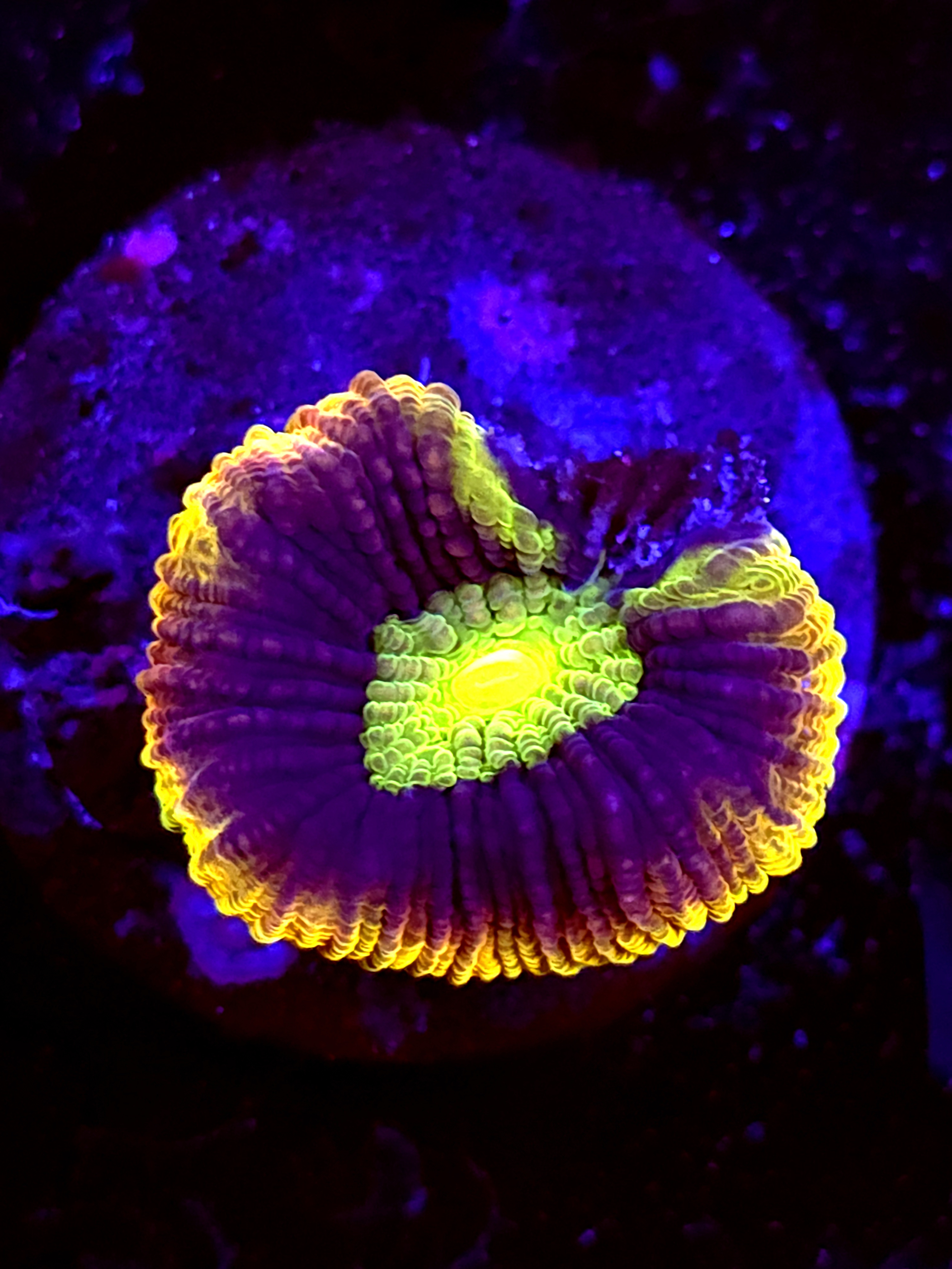 SBB "Mystery Signature" Favia