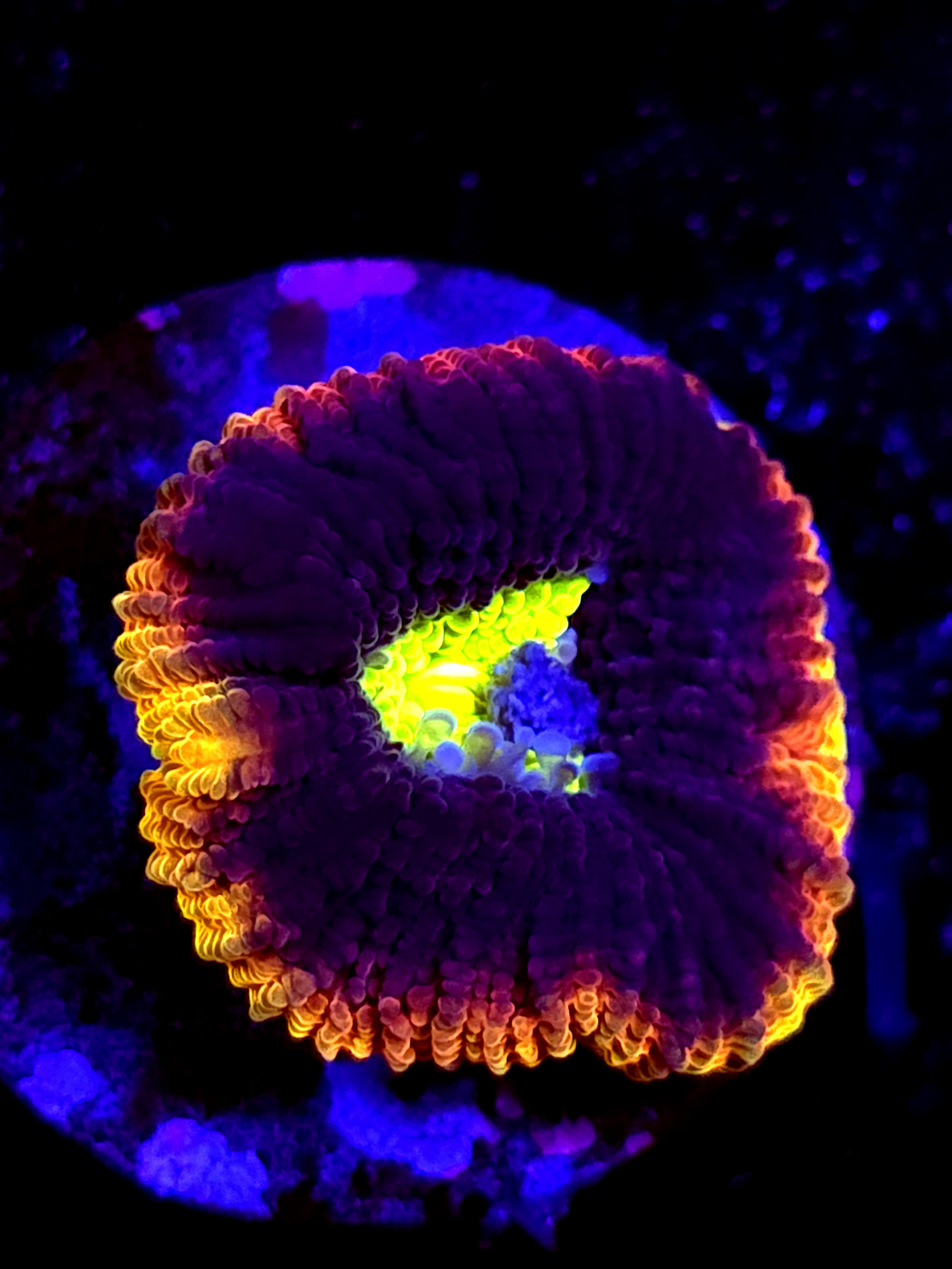 SBB "Dragon Soul" Favia