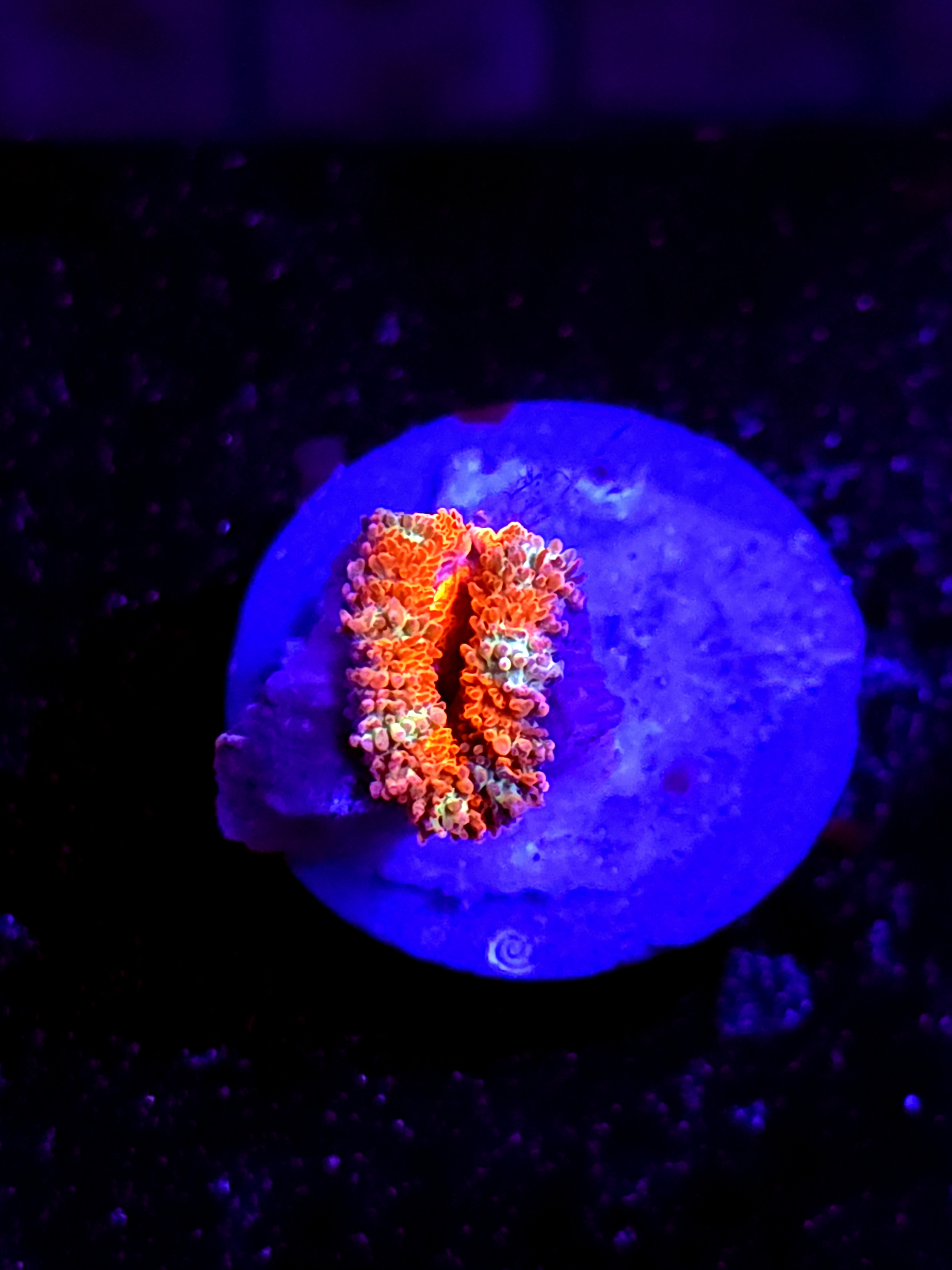 SBB "Pyro Candy" Acan