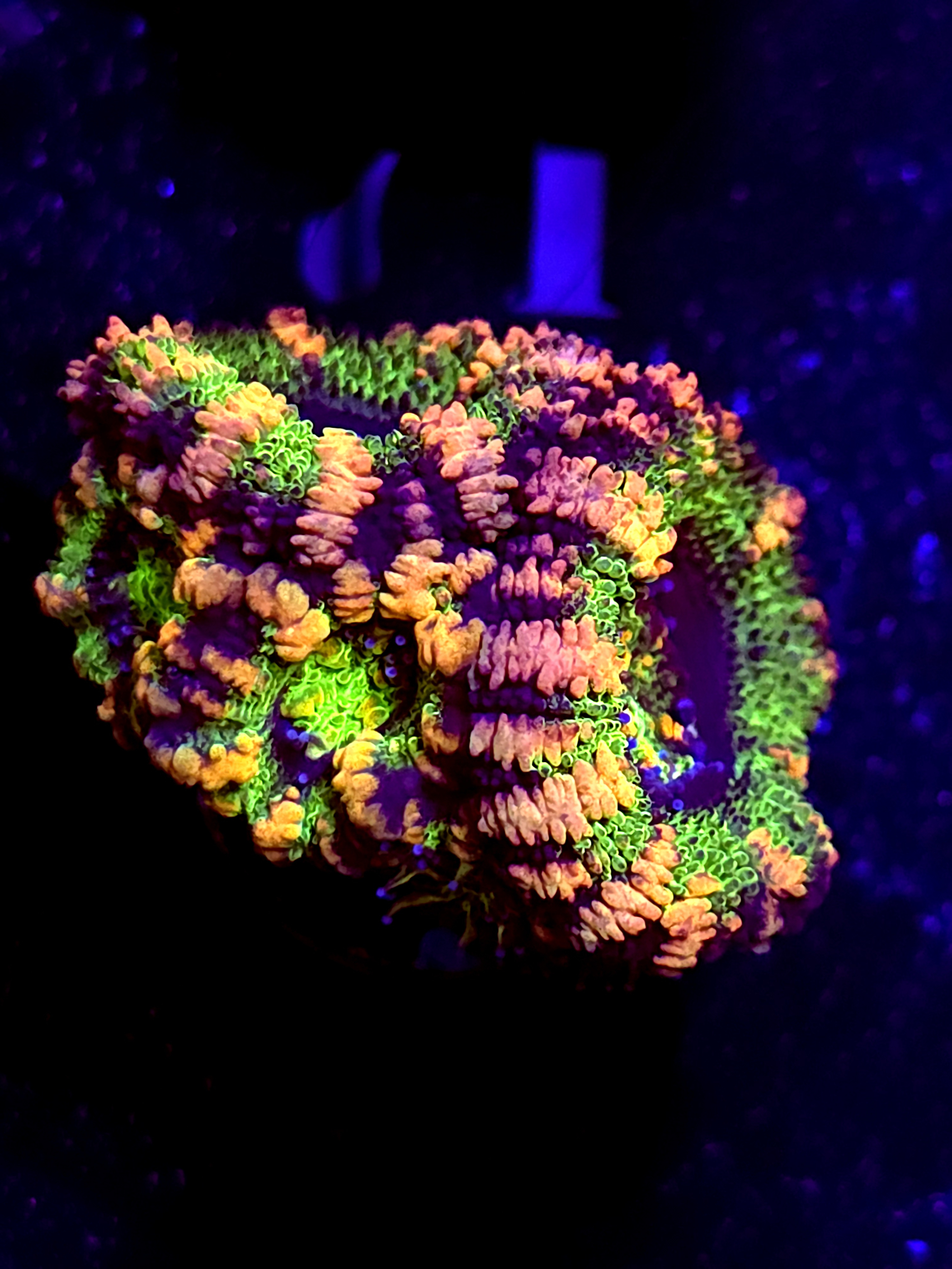 SBB "Solar Burn" Acan 2 Heads