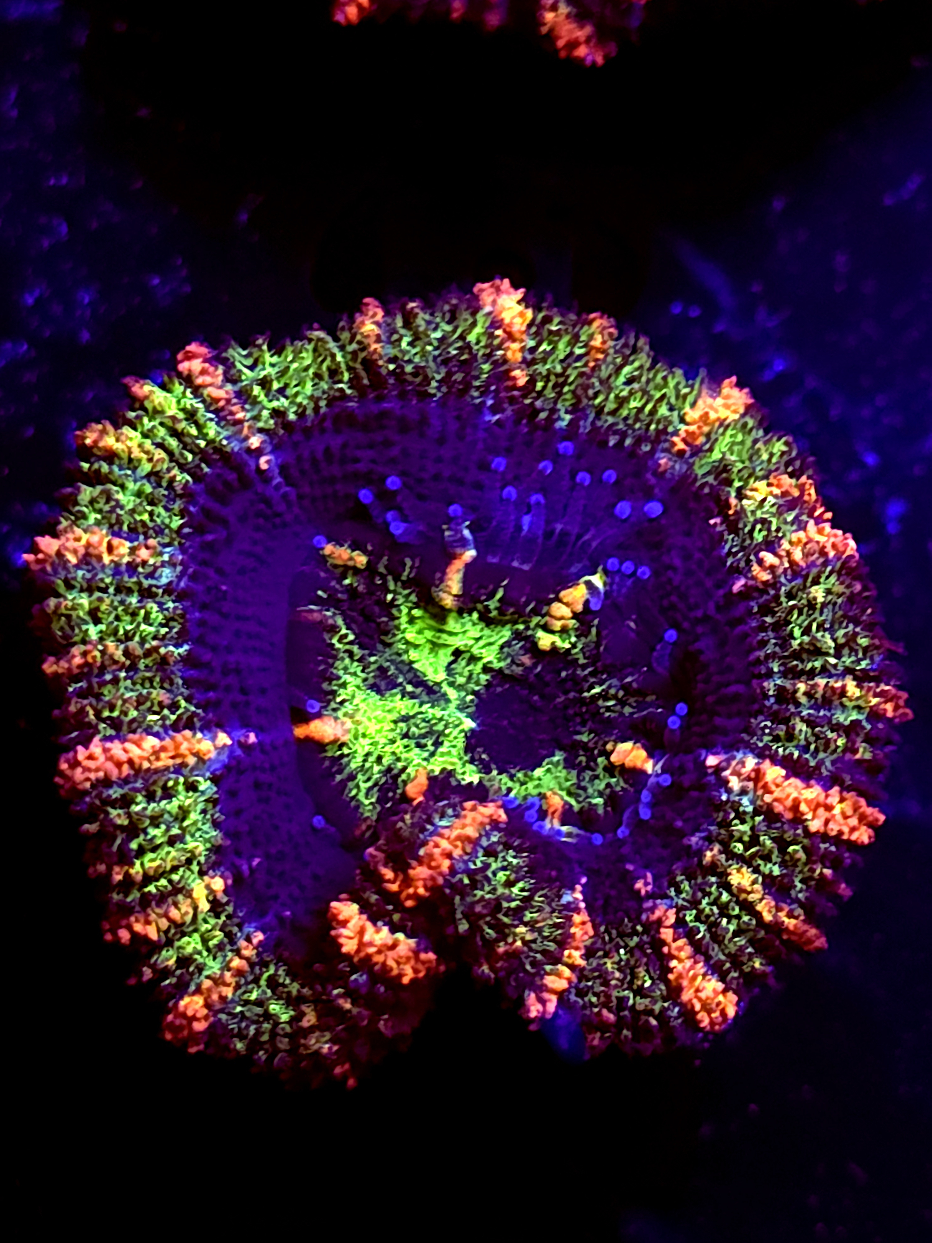 SBB "Mystery Signature" Acan