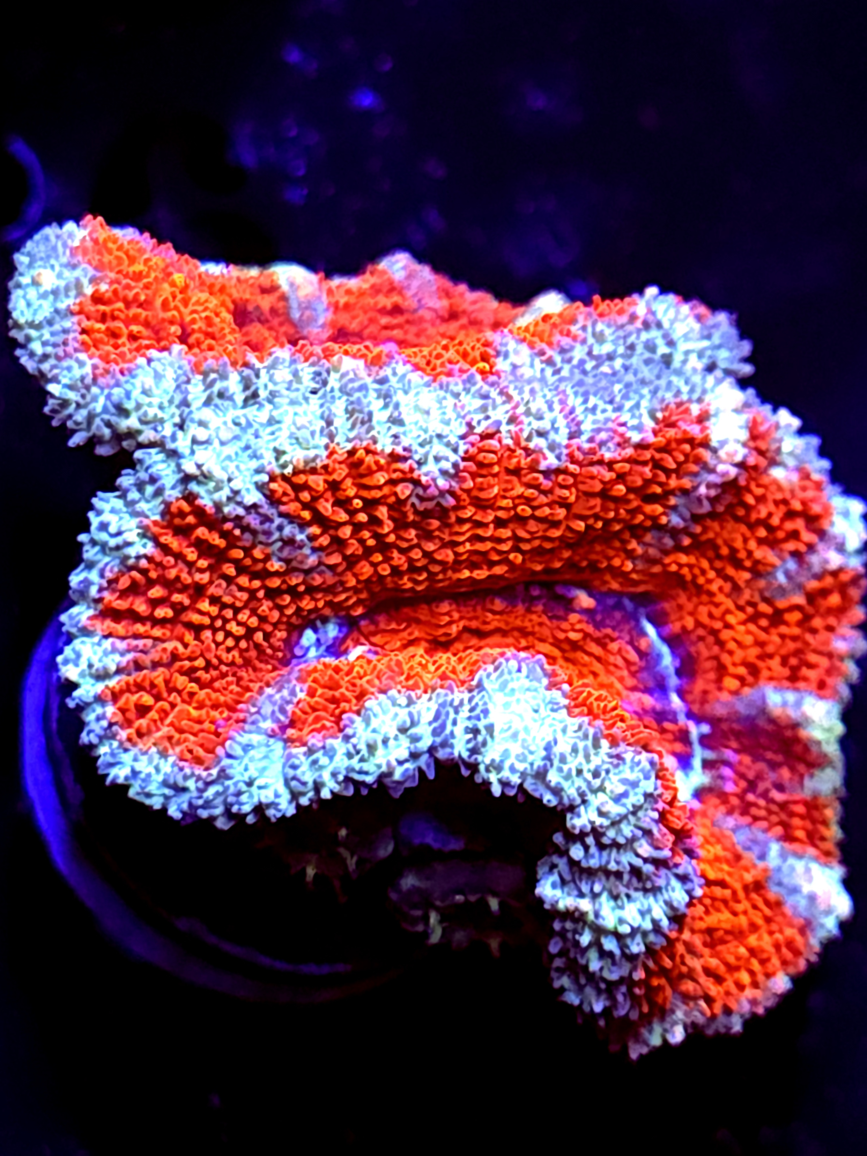 SBB "Rainbow Taffy" Acan 2 Heads + Multiple Babies
