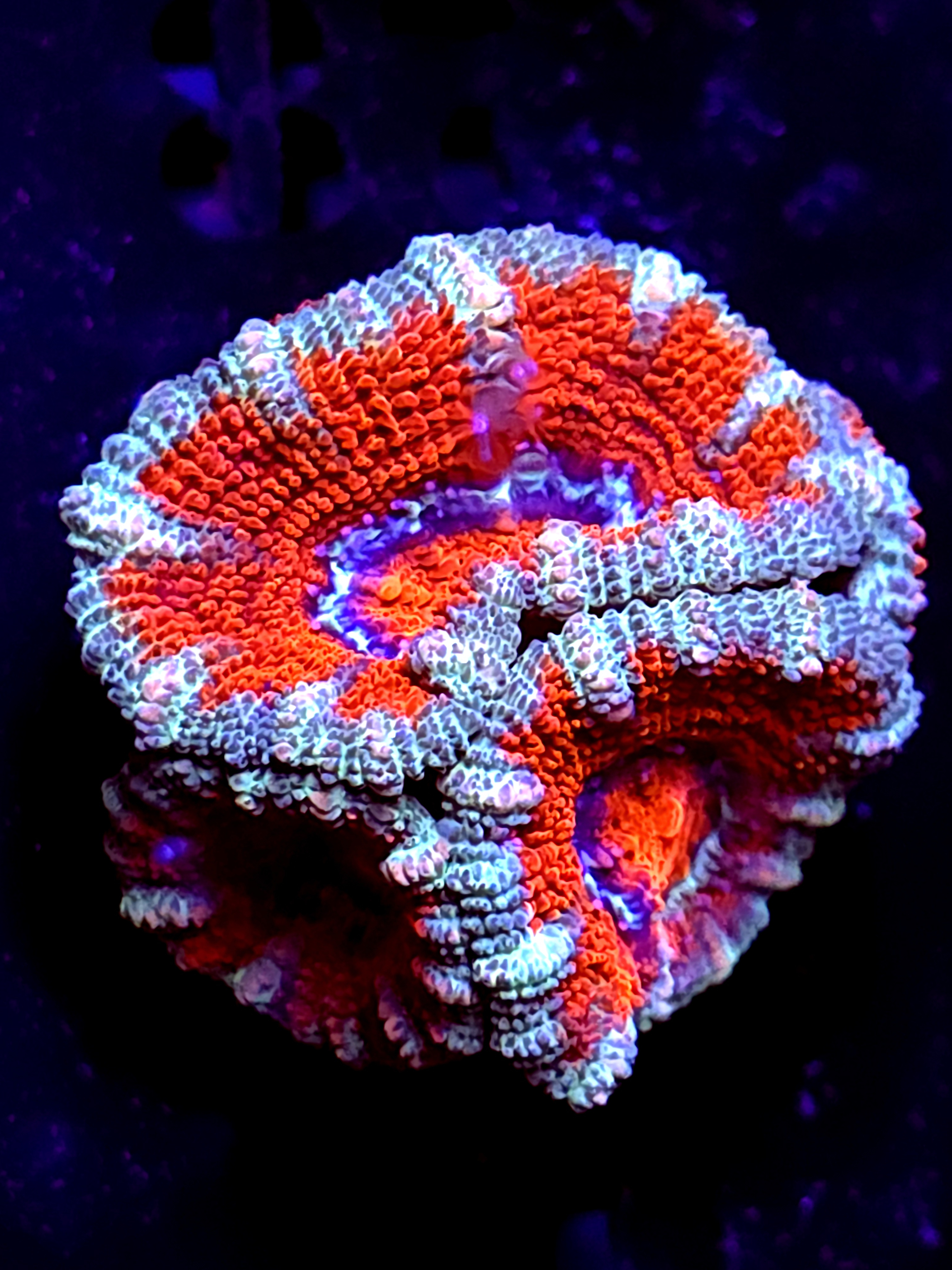 SBB "Rainbow Taffy" Acan 4 Heads