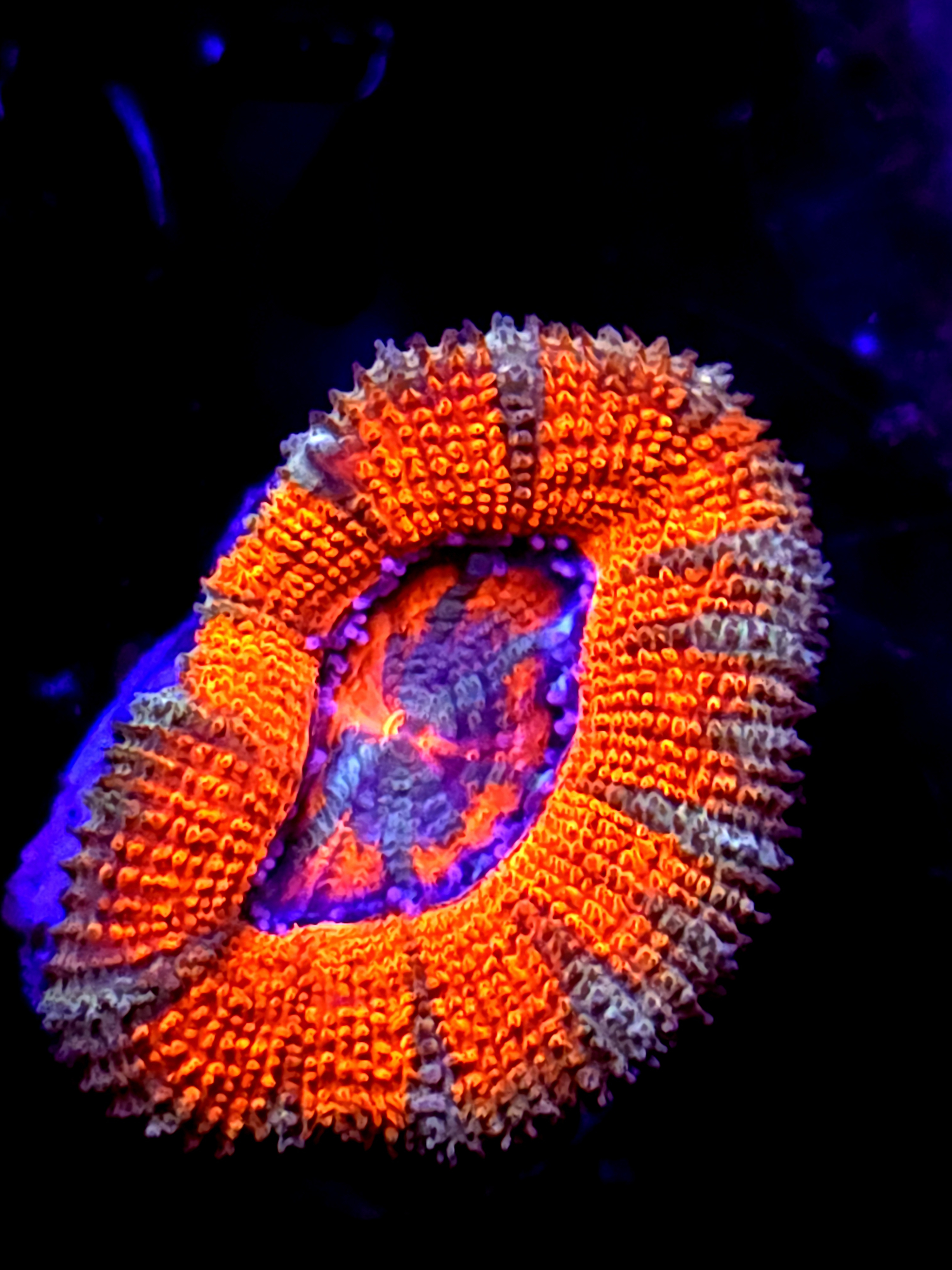 SBB "Orange Jewel" Acan