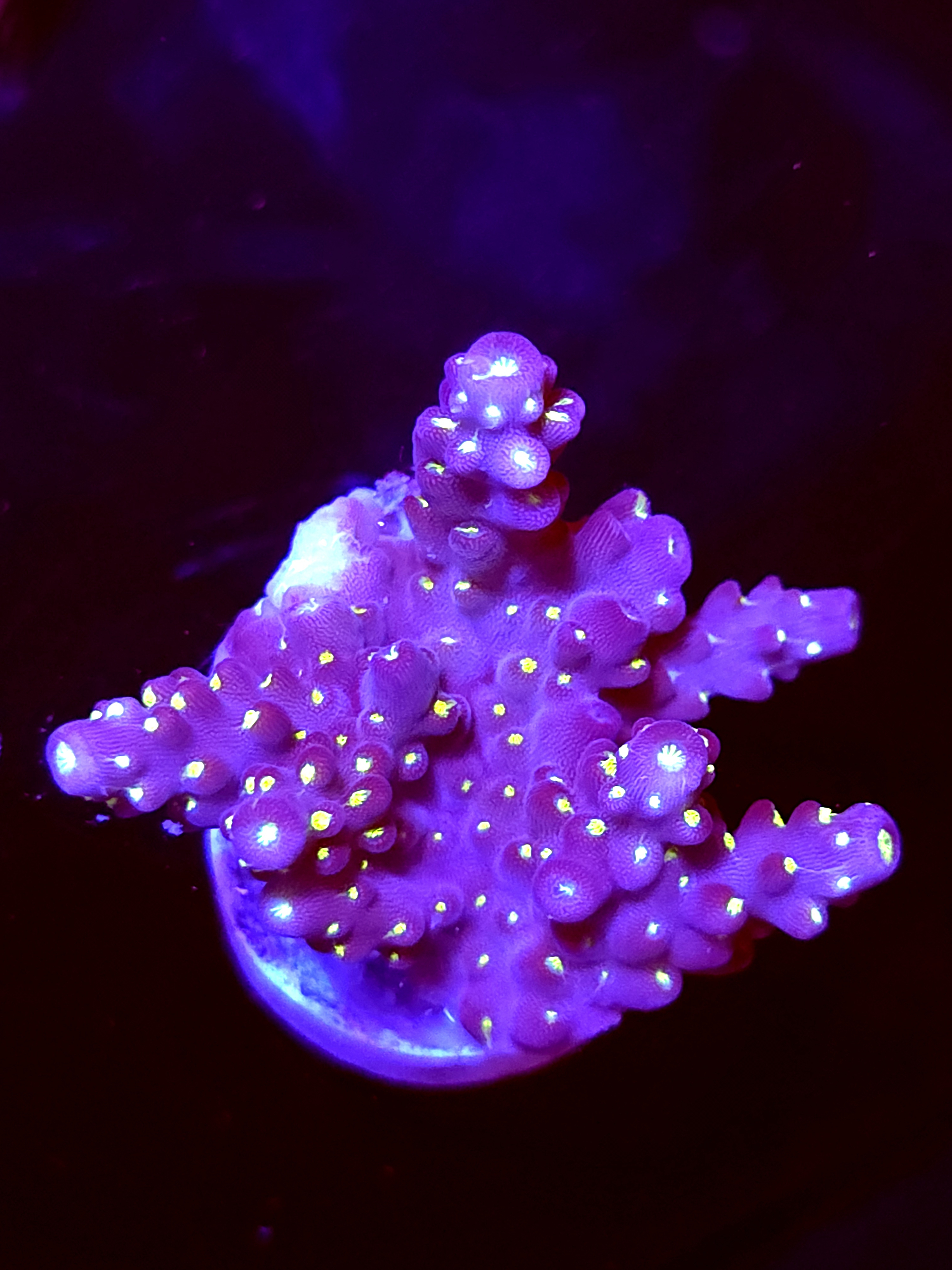 SBB "Light Saber" Acro Medium Multiple Branches