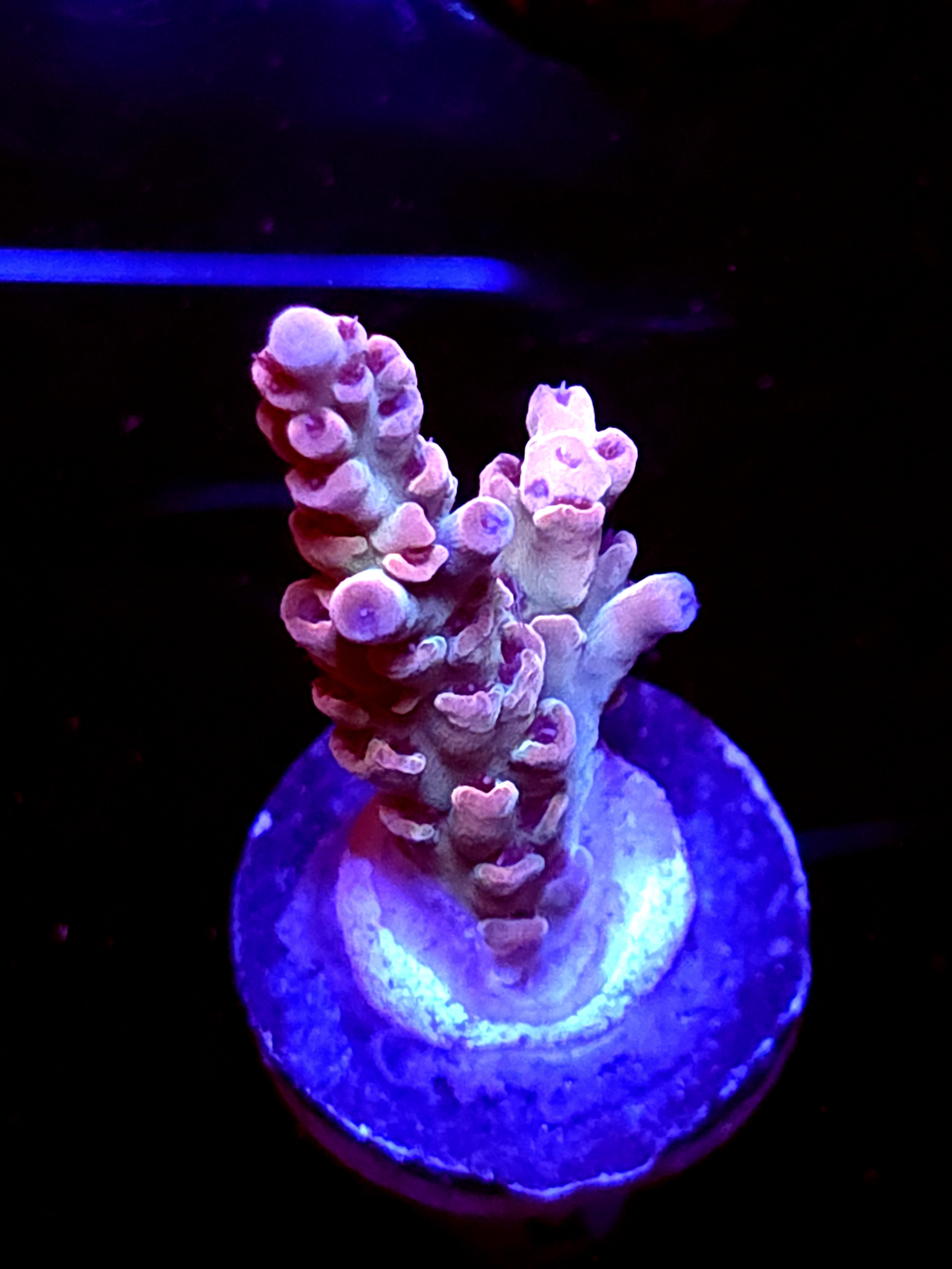 SBB "Frost Wave" Acro Medium