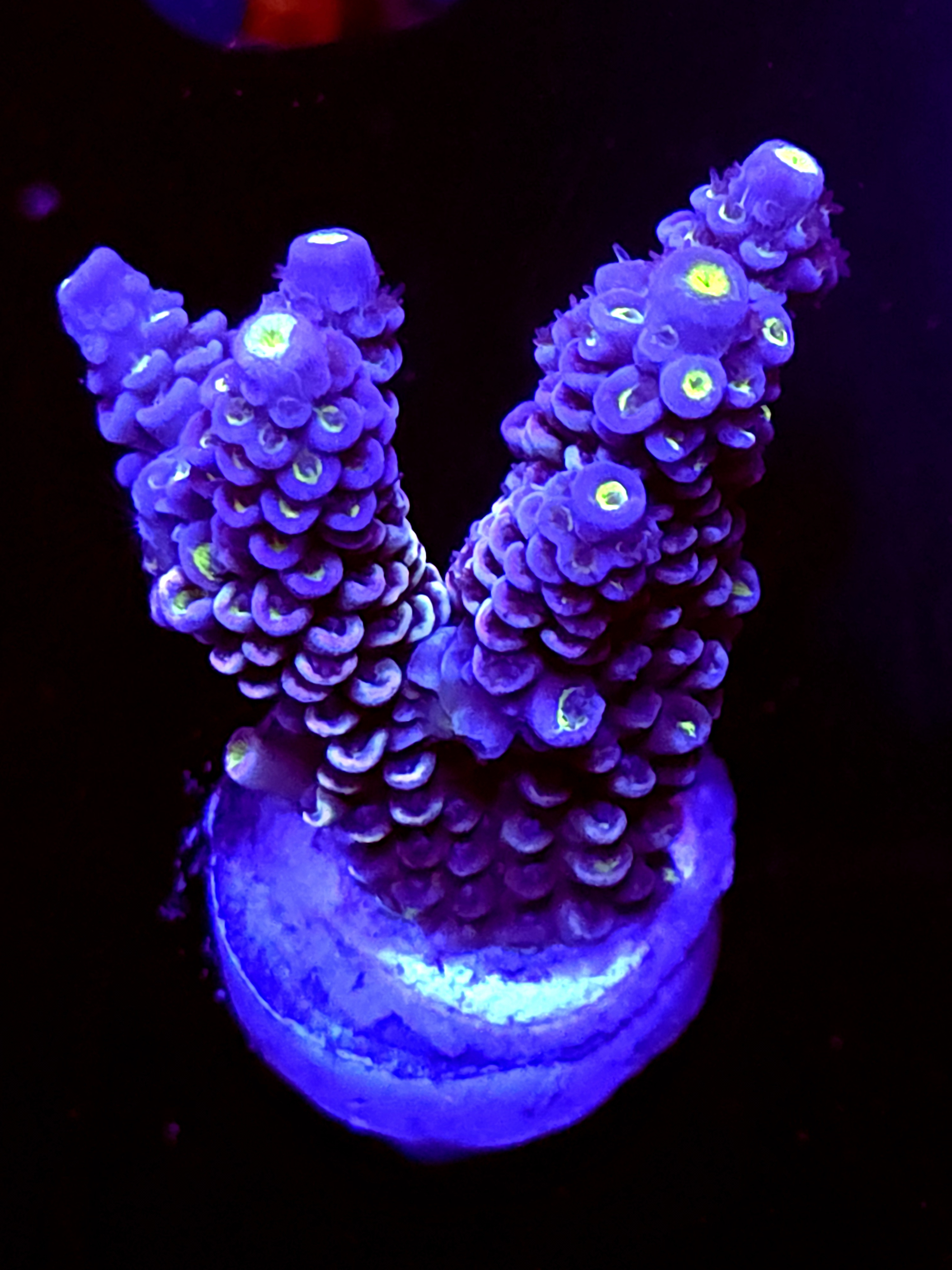 SBB "Jelly Spark" Acro Medium 3+ Branch