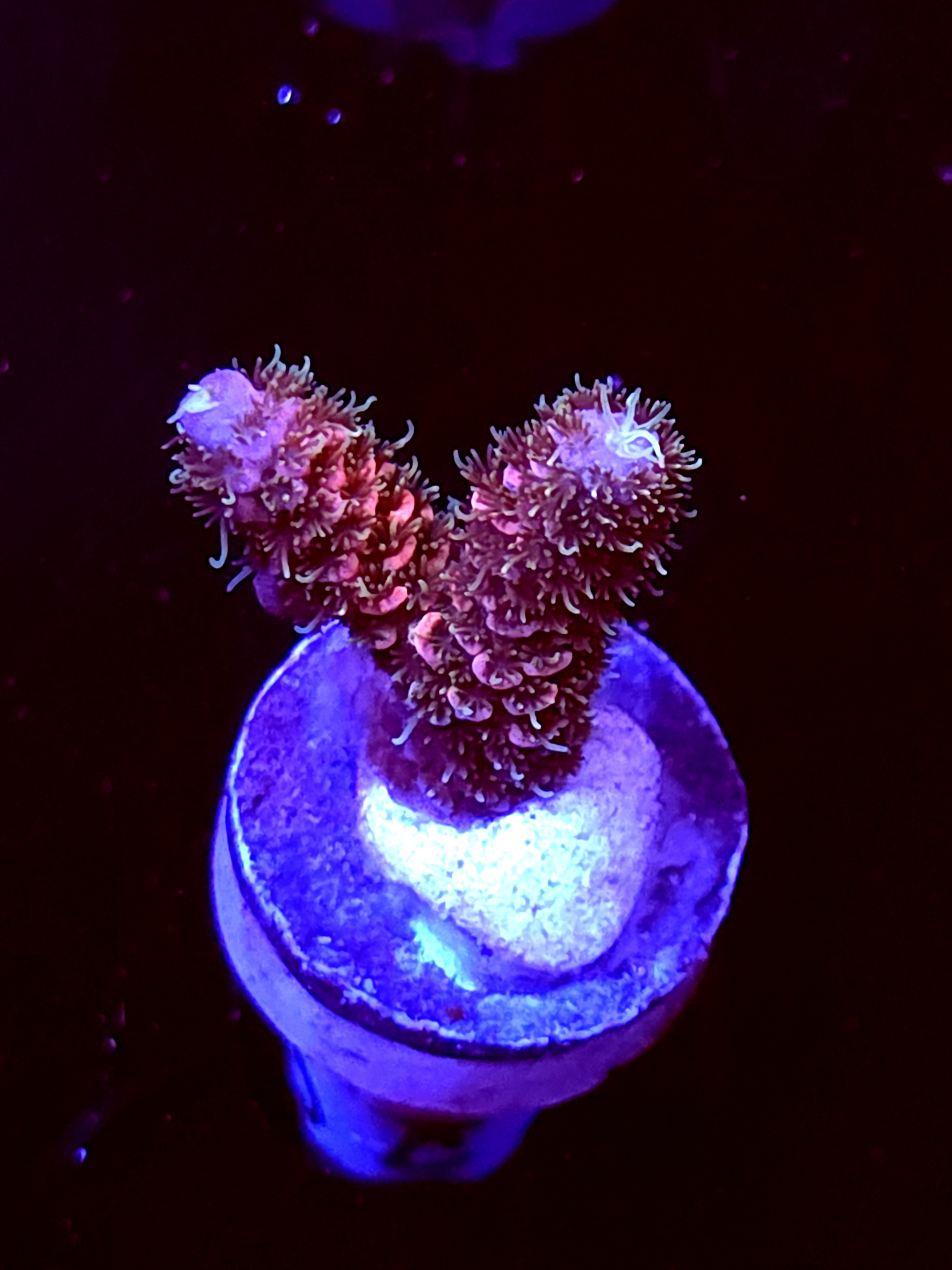 SBB "Sprinkle Storm" Acro Small 2 Branch