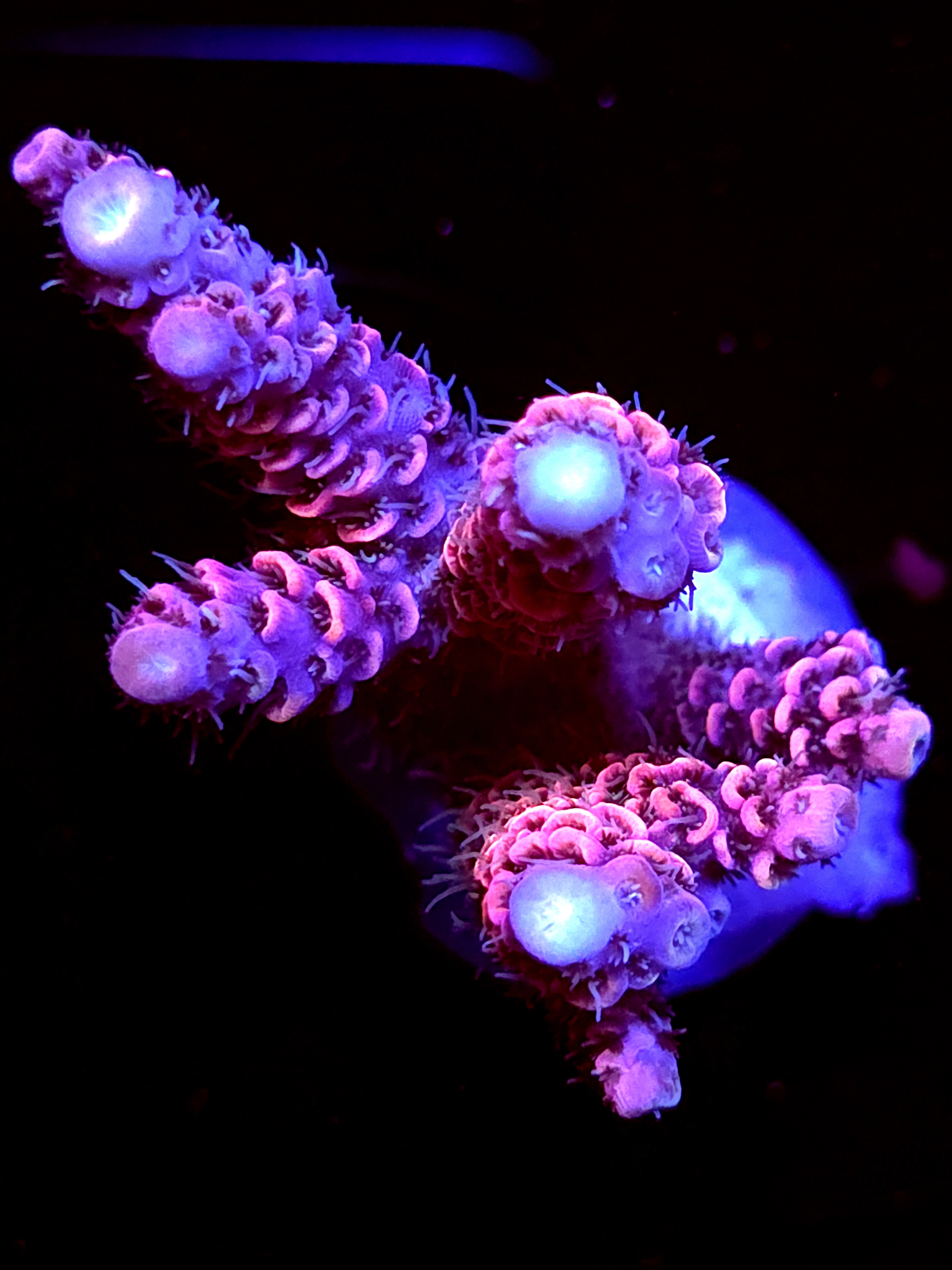 SBB "Comet Lash" Acro Large Multibranch