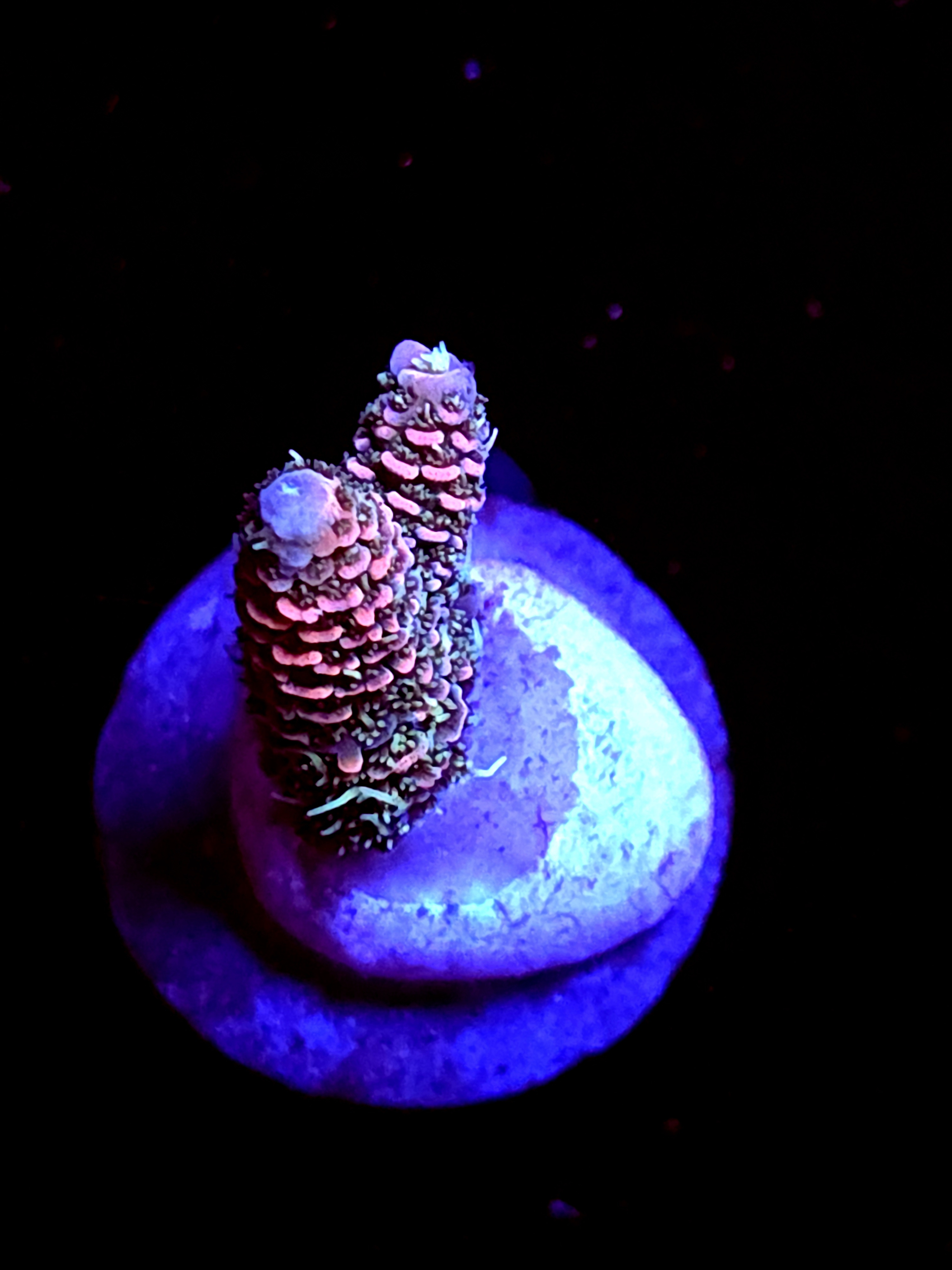 SBB "Bone Flame" Acro Small