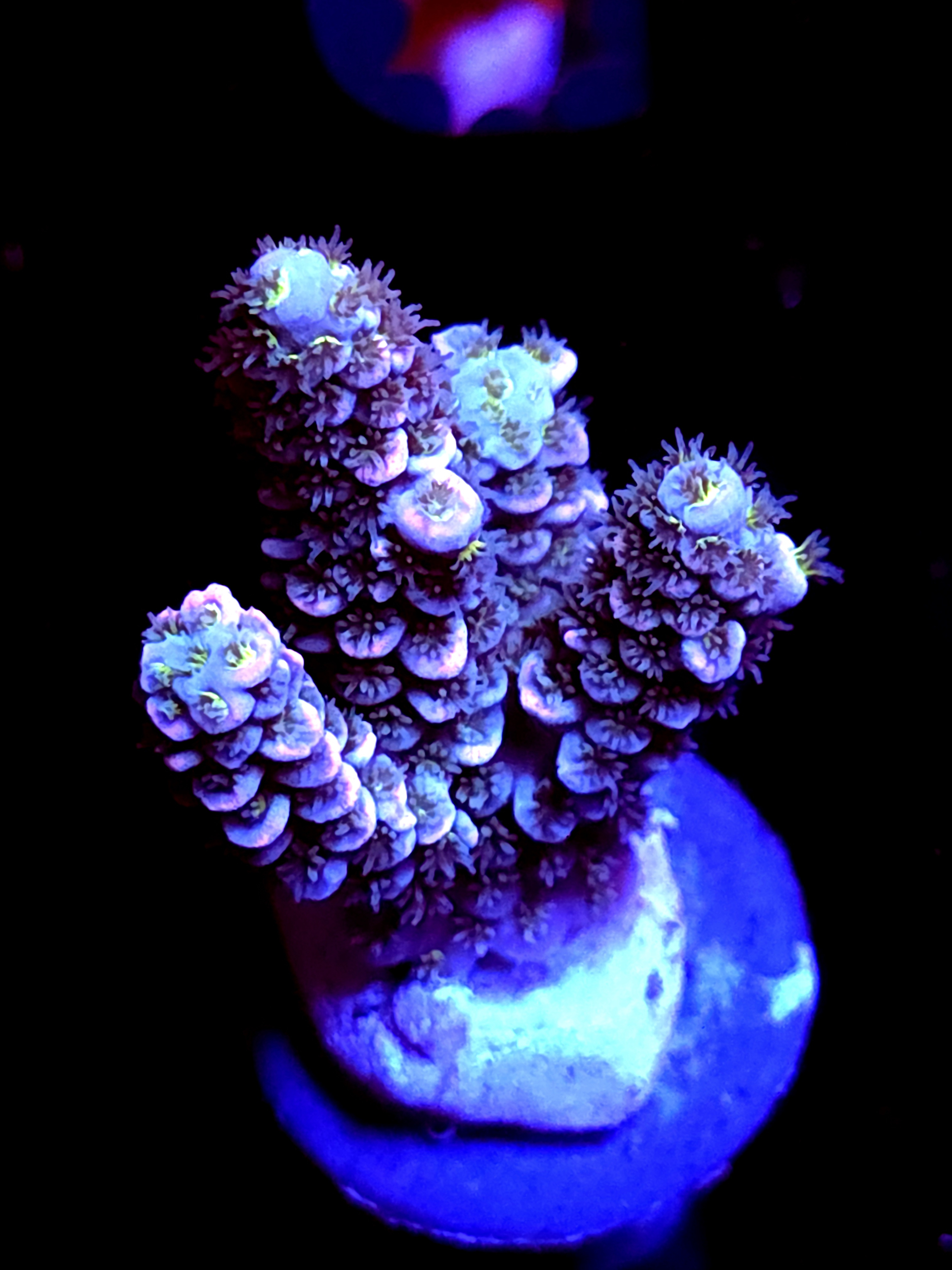 SBB "Mystery Signature" Acro Medium 4 Branch