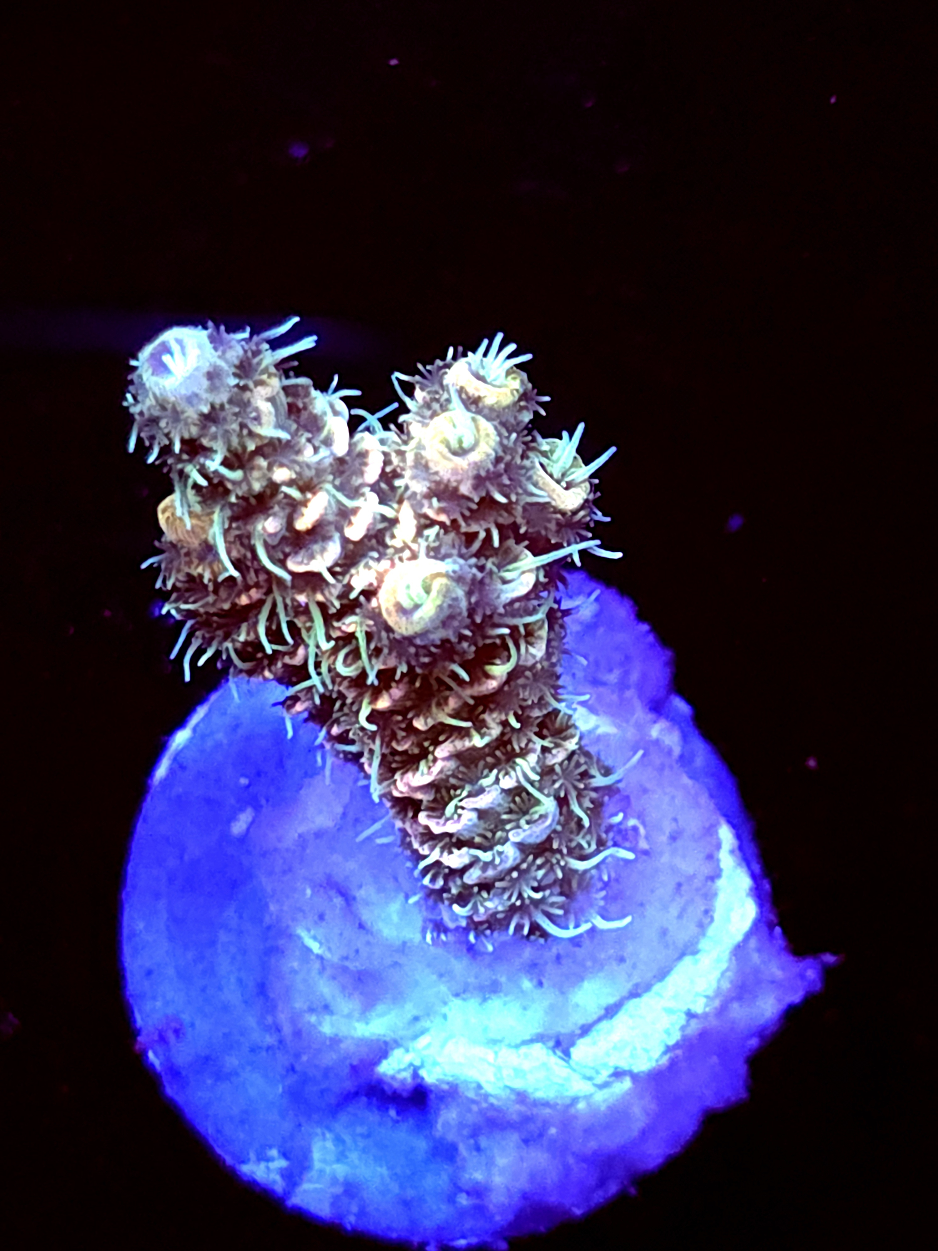 SBB "Marine Glow" Acro Medium Branch